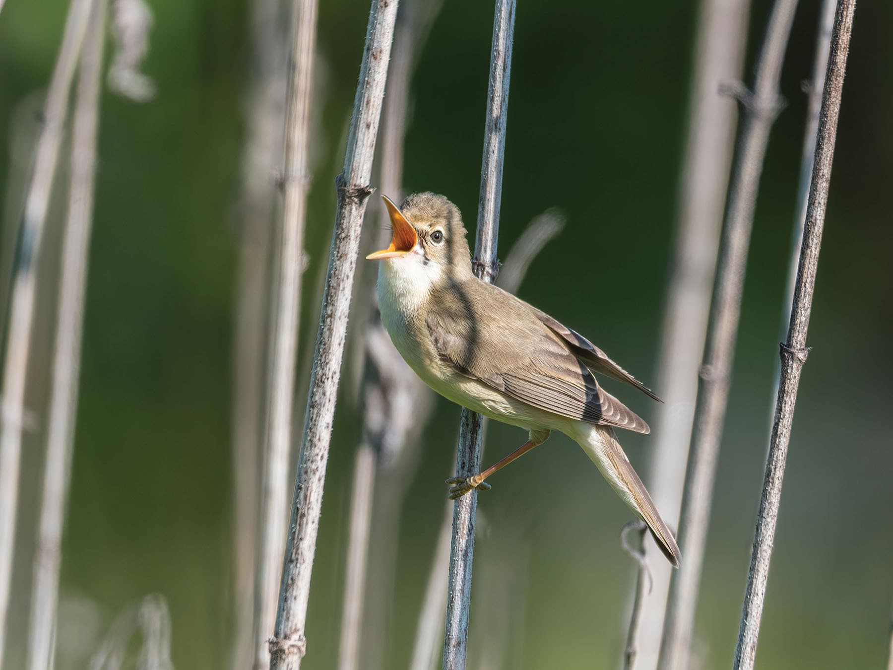 Marsh Warbler in full song
