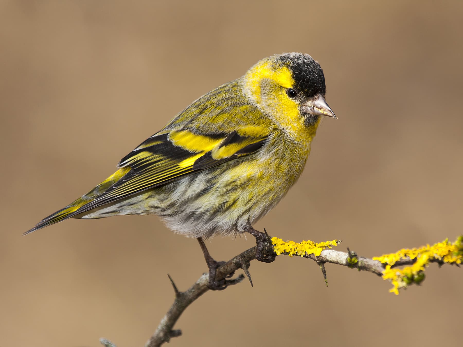Siskin in full breeding plumage