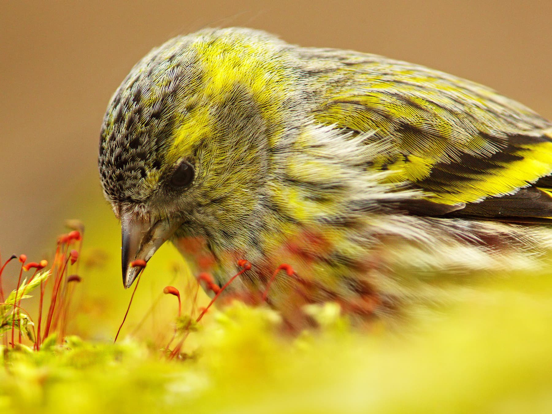 Close up of a Siskin