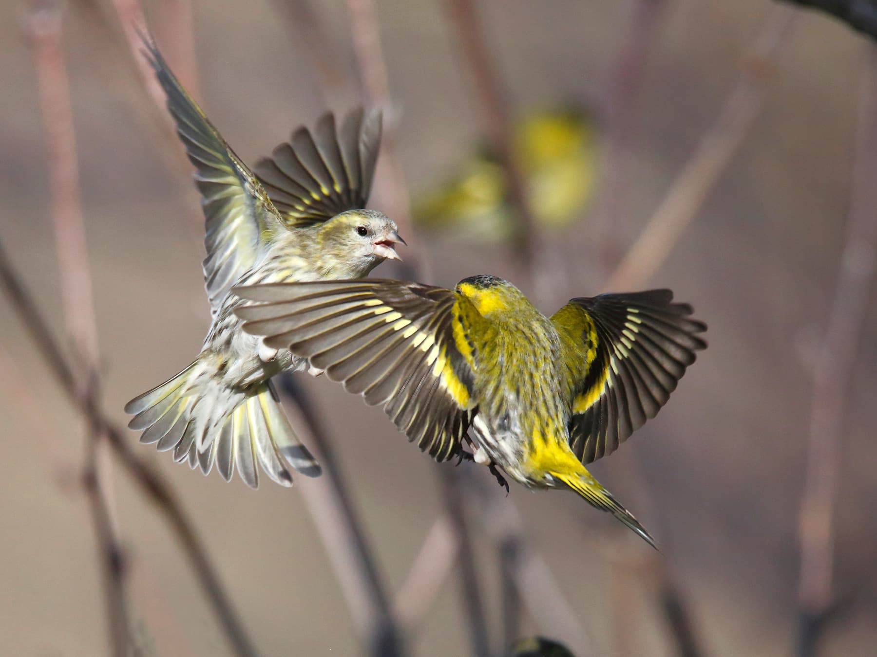 Siskins in-flight