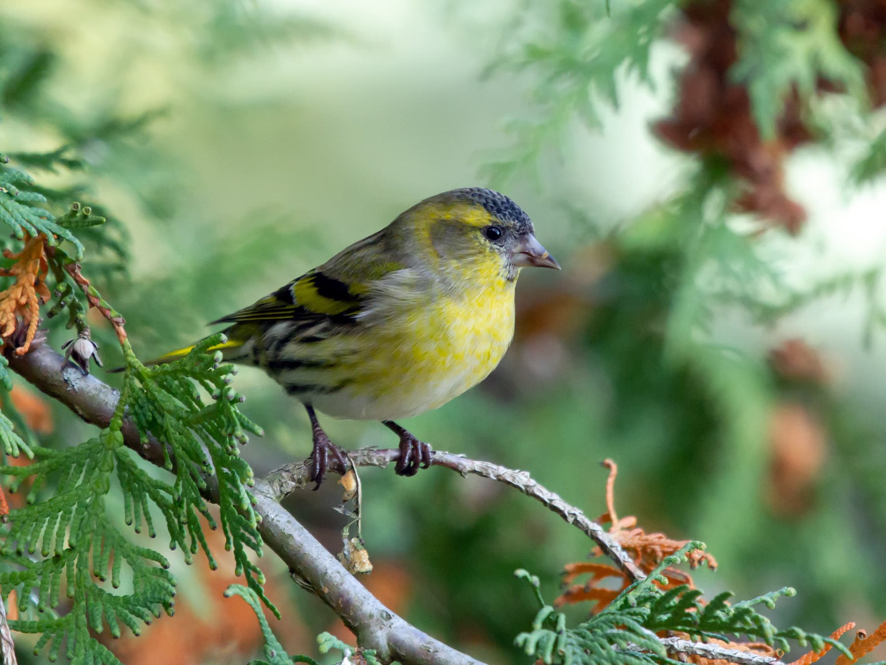 Siskin perching in the trees in forest habitat