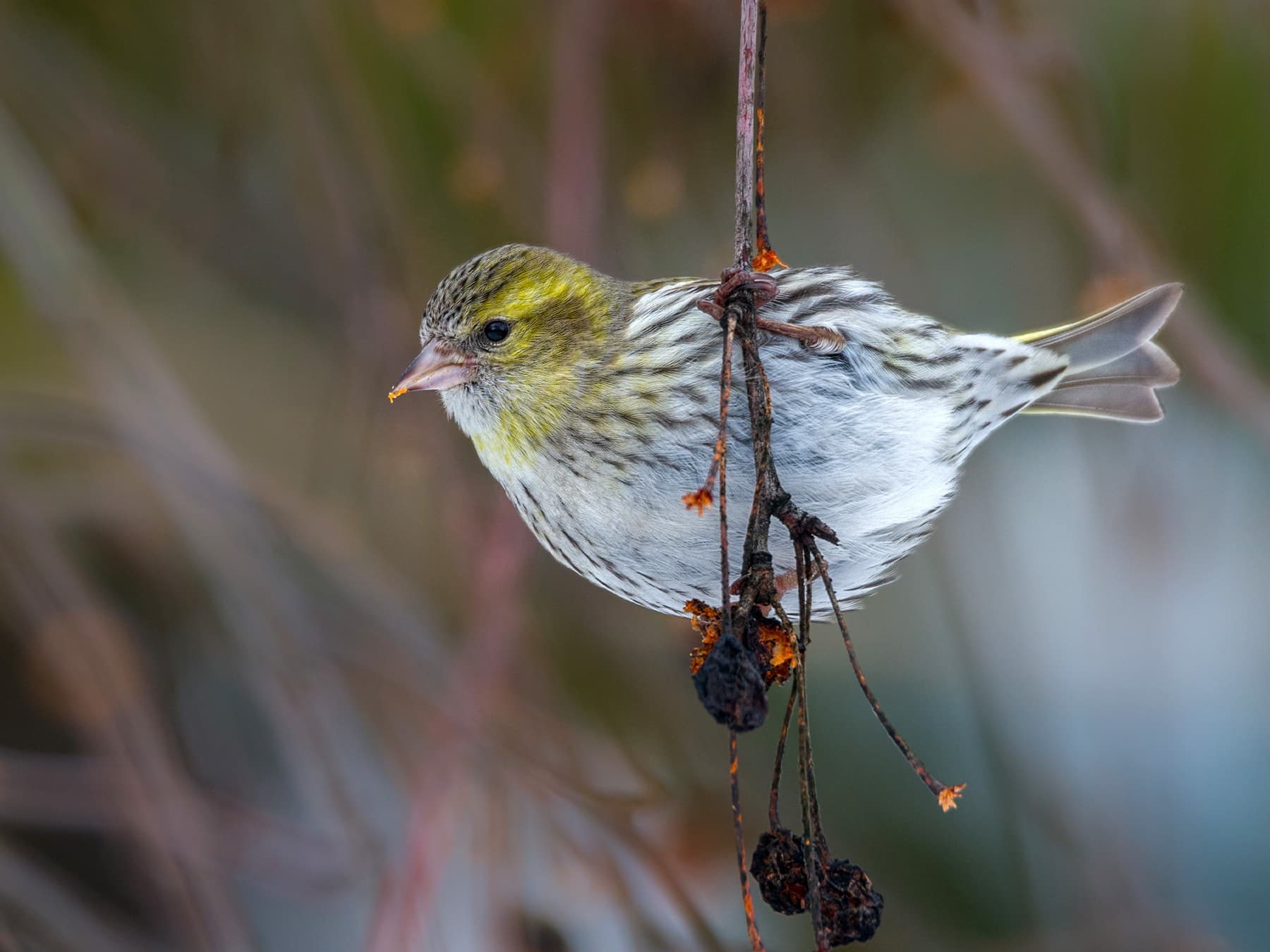 Female Siskin feeding on fruit from an ornamental apple tree