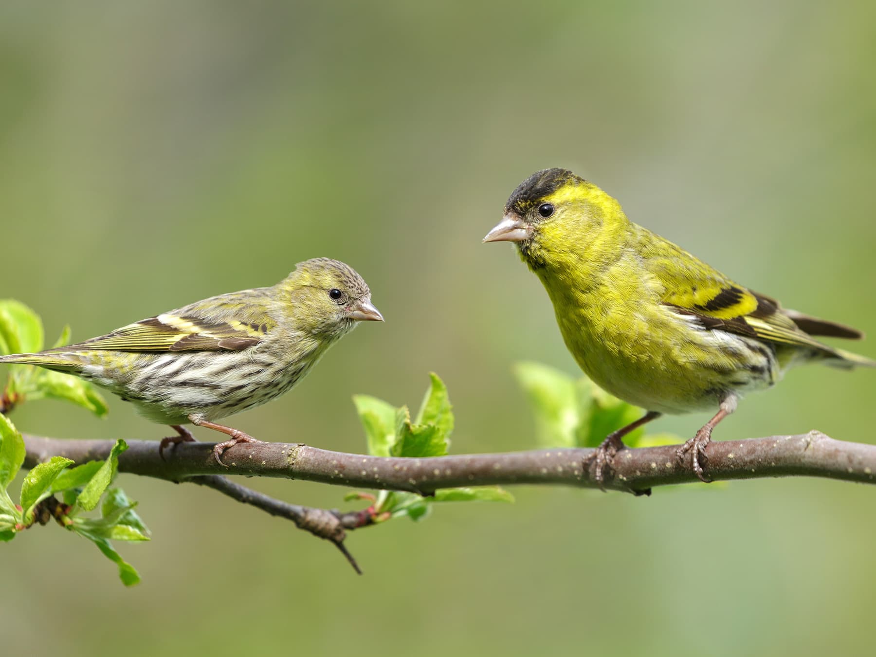 Siskin pair, Female (right) and Male (left)