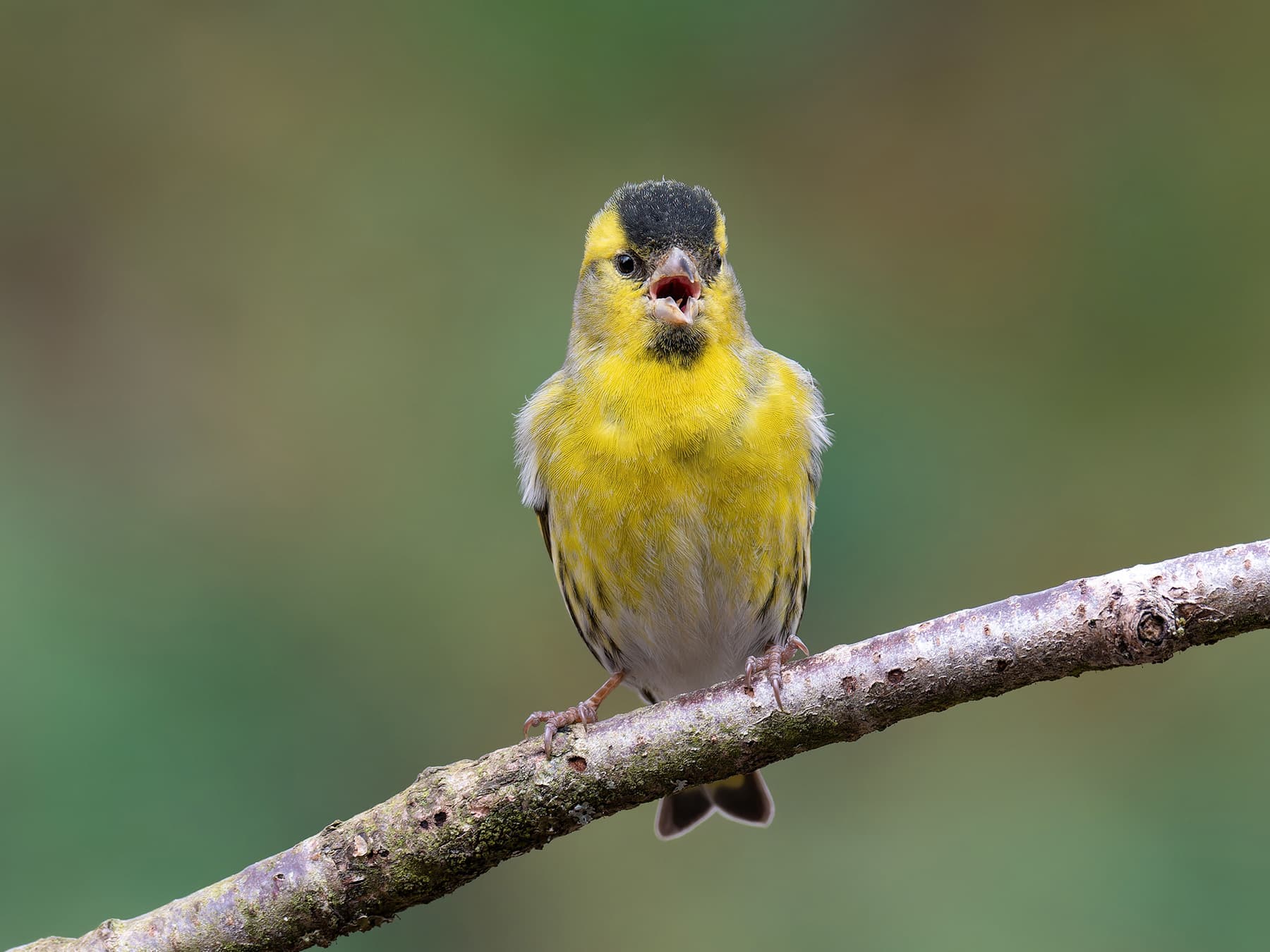 Siskin twittering from a perch