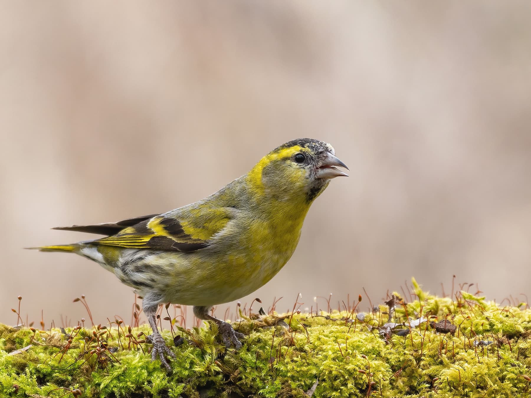 Siskin on mossy ground of the forest