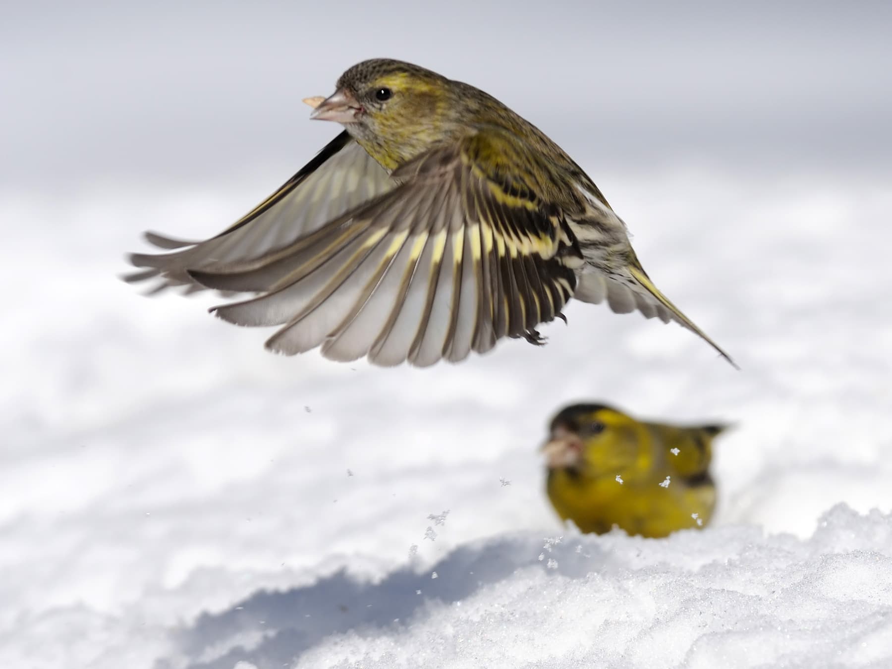Siskins during the winter searching for food