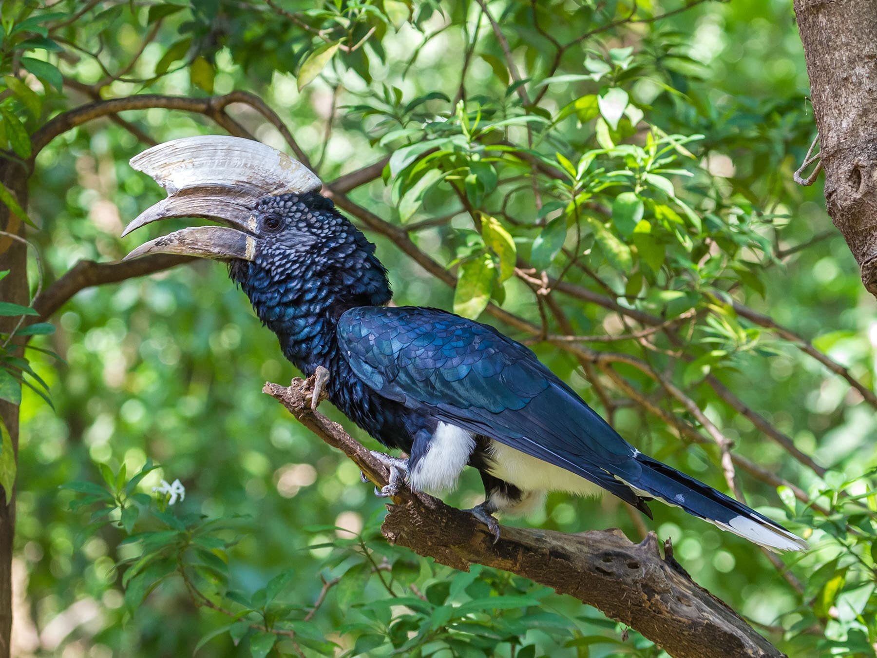 Skin, Scales, and Other Integuments of Birds