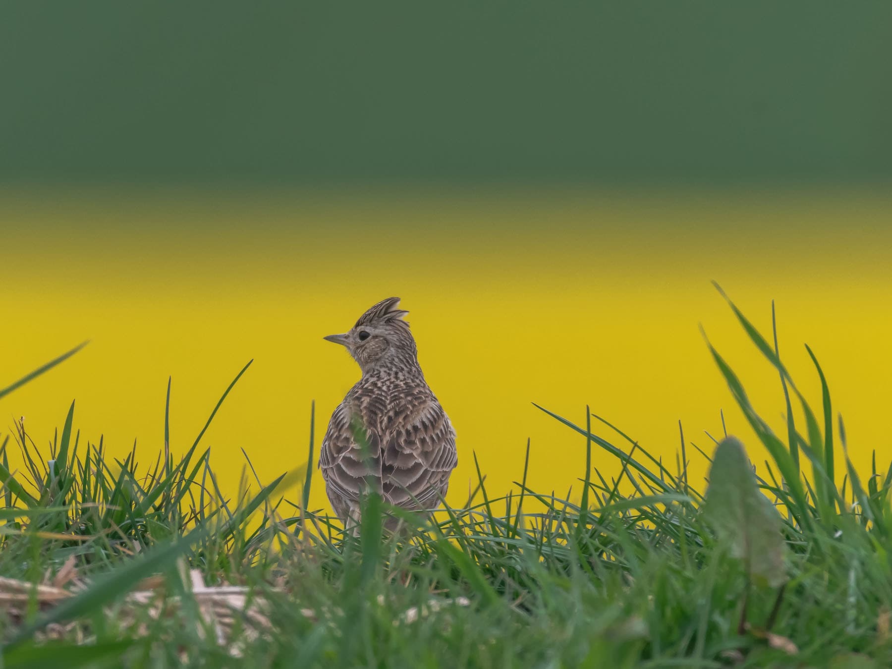 Most of the year you can spot Skylarks on arable land