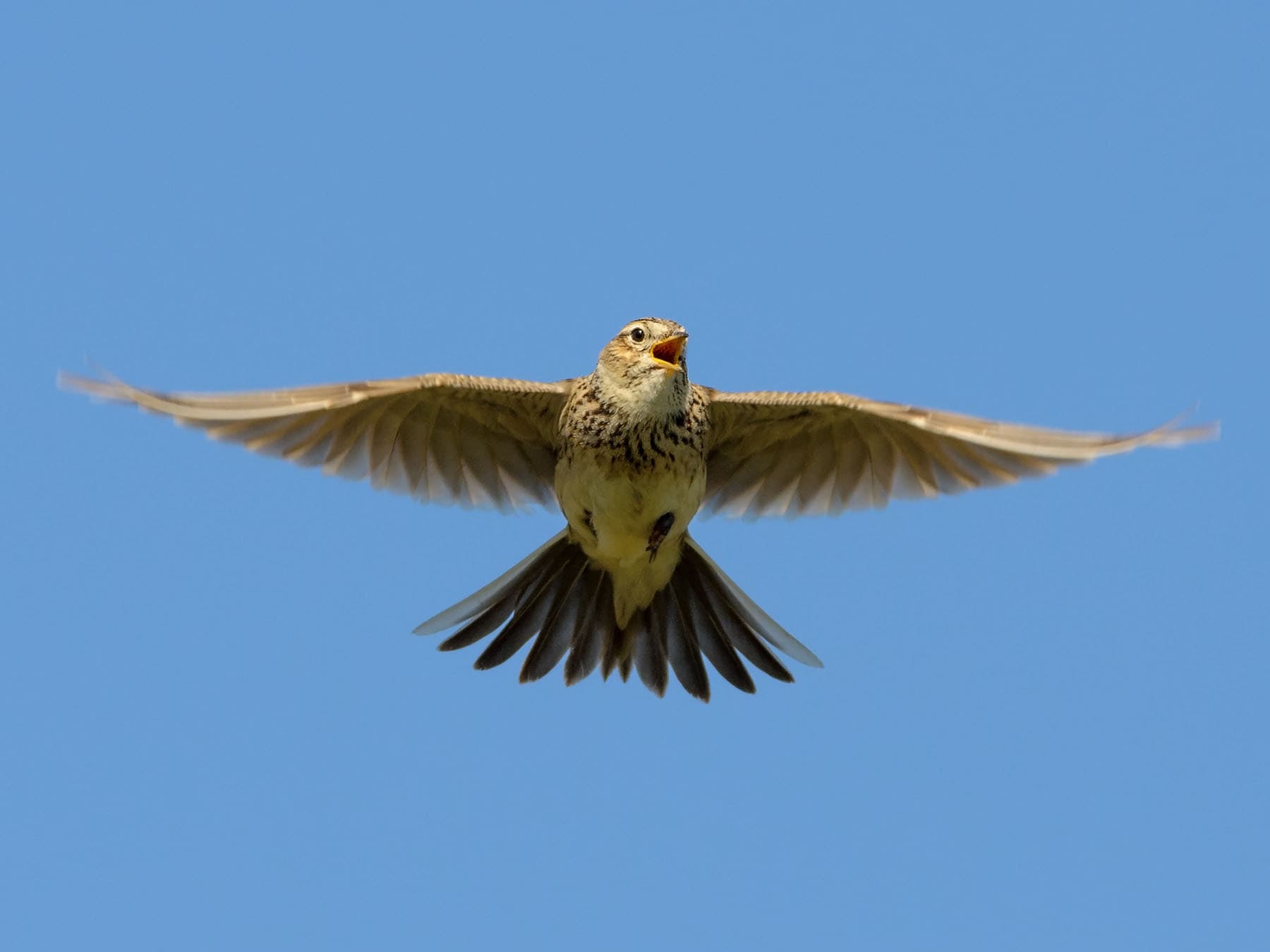 Skylark in flight