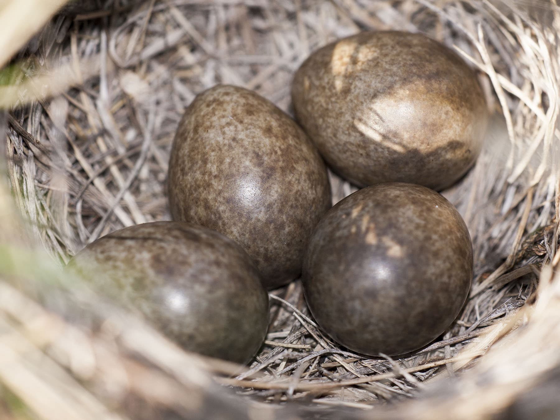 The nest of a Skylark, with four unhatched eggs inside