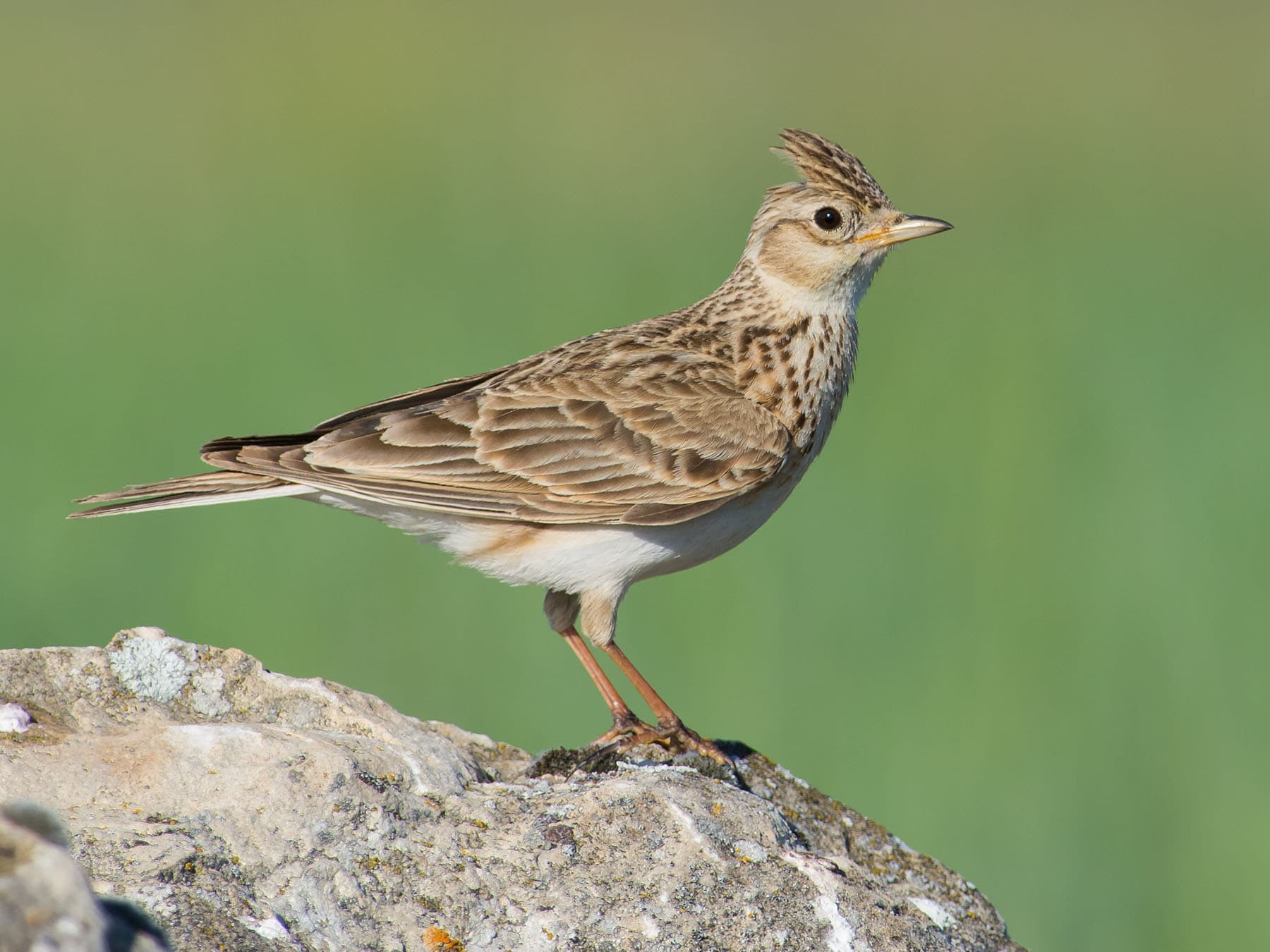Side view of a Skylark stood on a rock