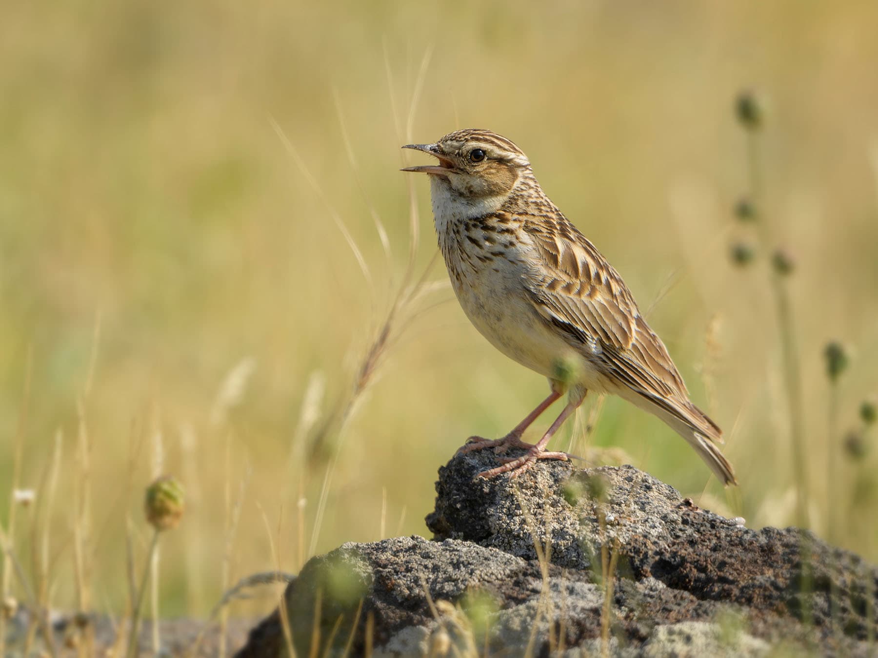 Skylarks are best known for singing in the air, but they do also sing on the ground