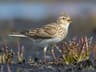 Eurasian Skylark