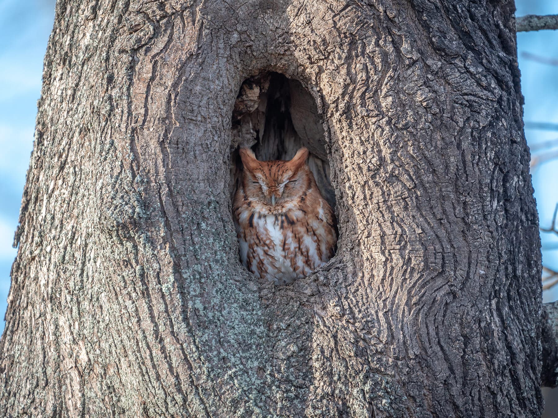 Sleeping eastern screech owl