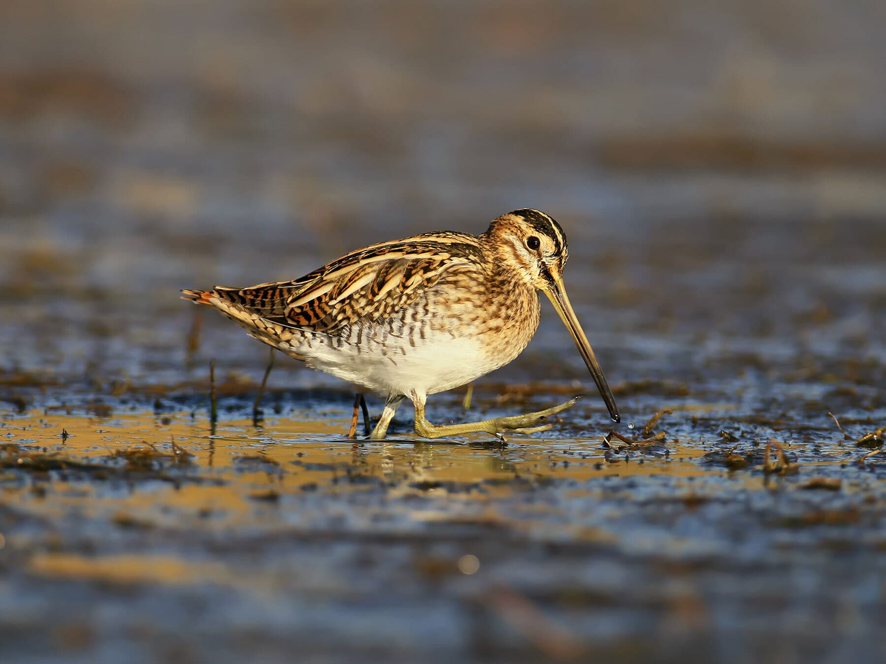 What Are The Slowest Birds In The World? (On Land, Level Flight + More)