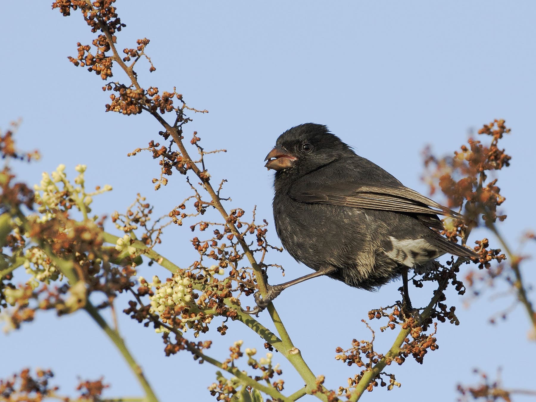 Small Ground-finch feeding on seeds