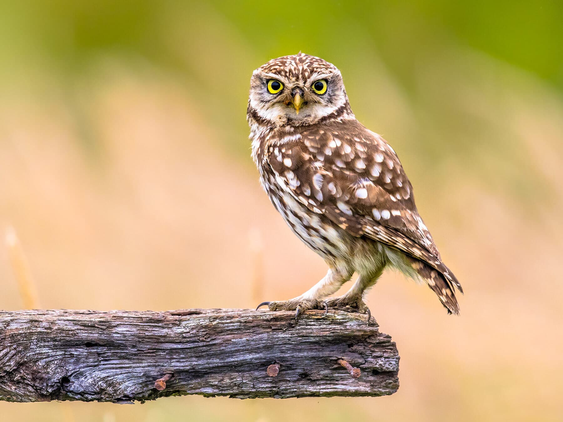 Smallest owl in the uk