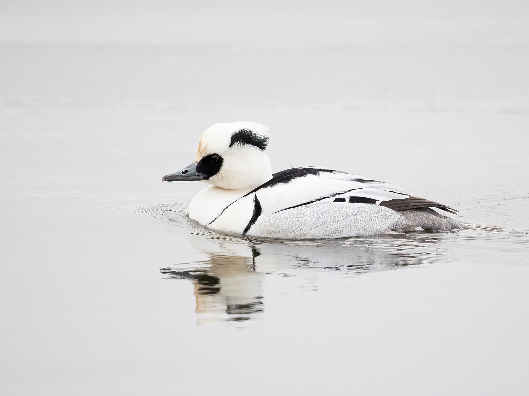 Male Smew