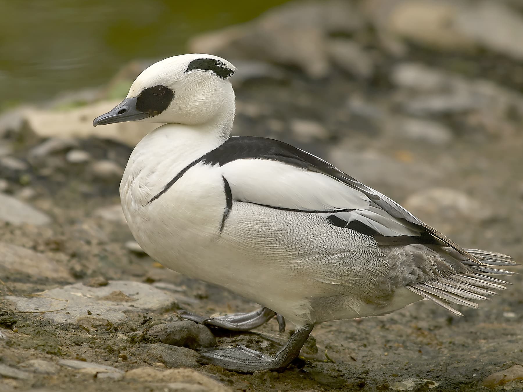 Smew standing on rocks