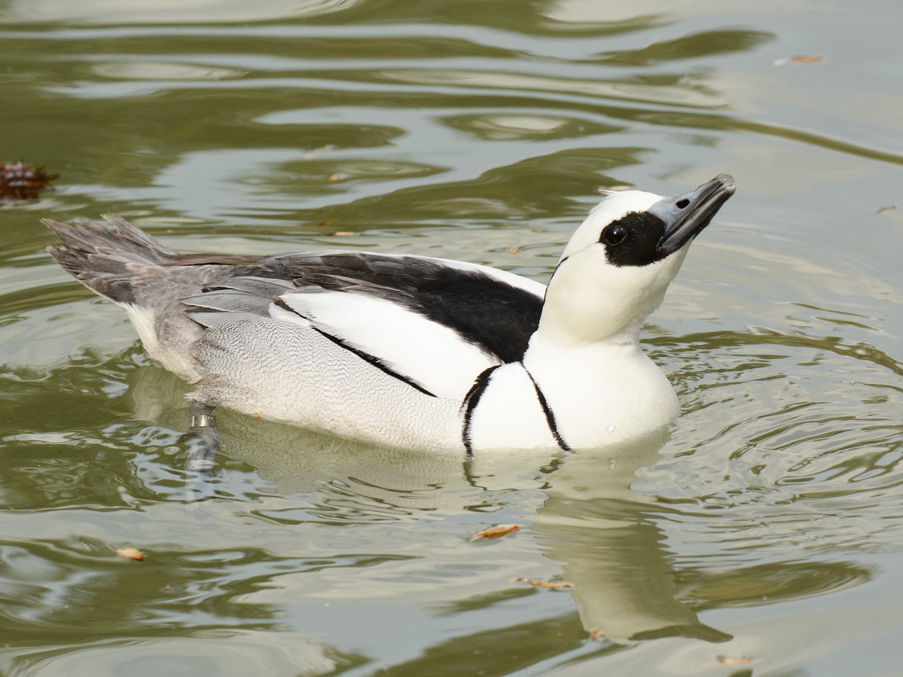Smew swimming in natural habitat
