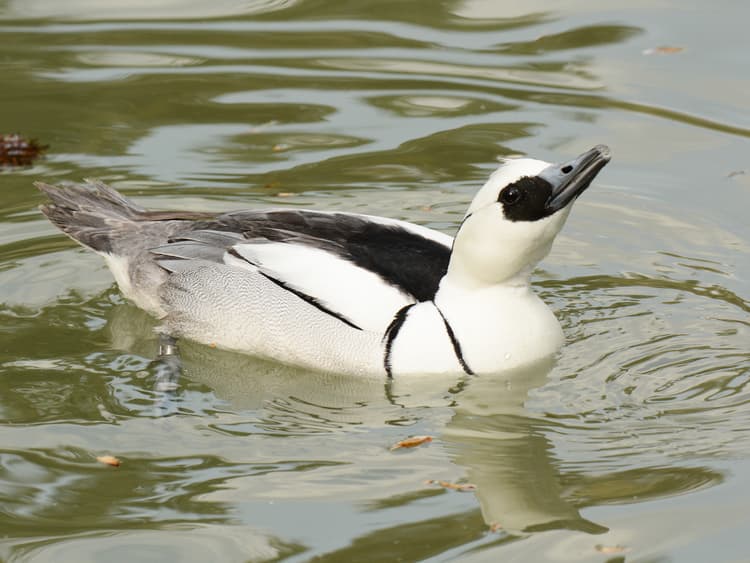 Smew | Birdfact