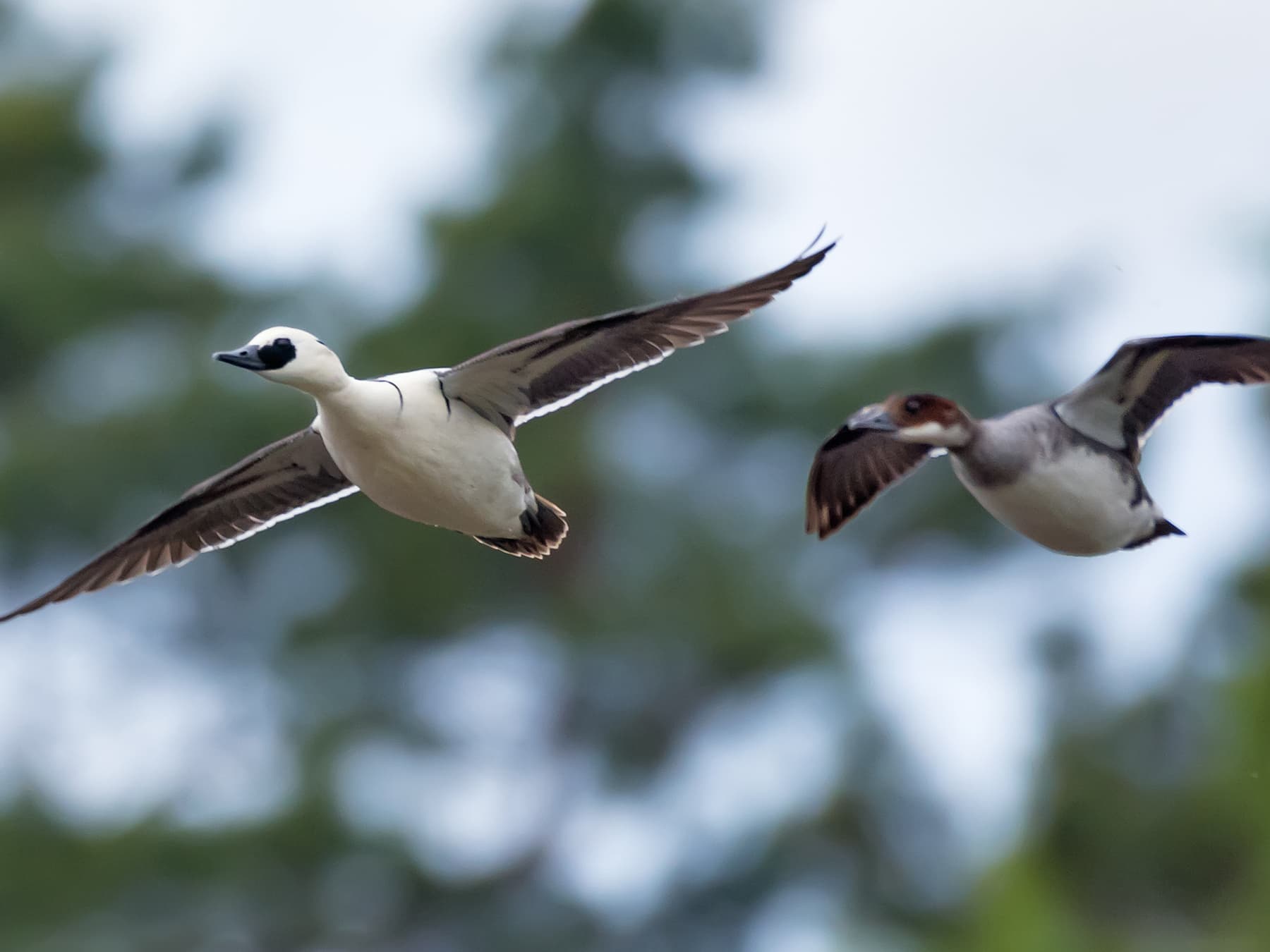 Male (left) and Female (right) Smews in-flight