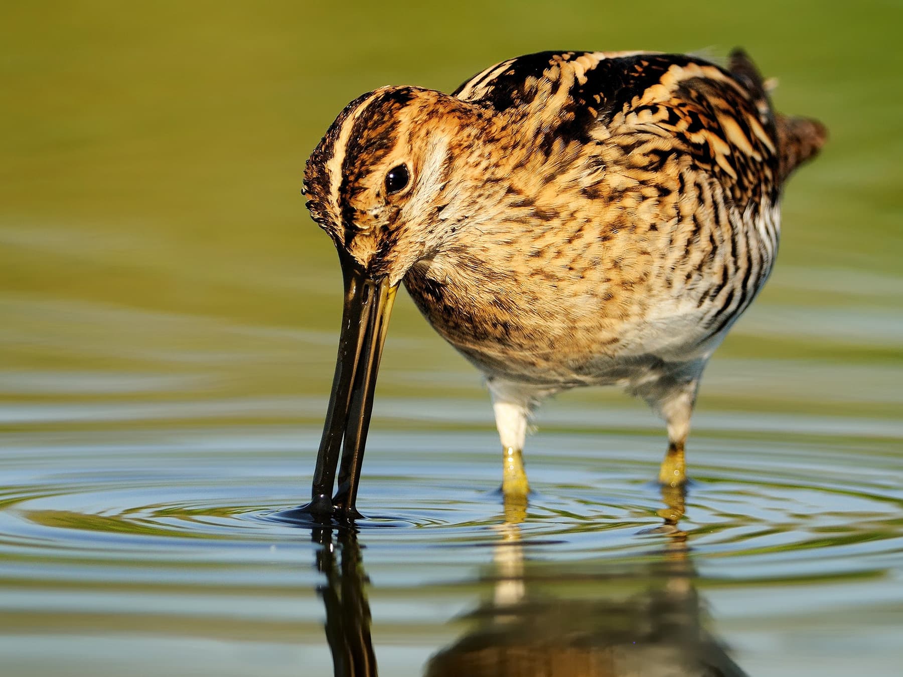 Snipe feeding in the lake