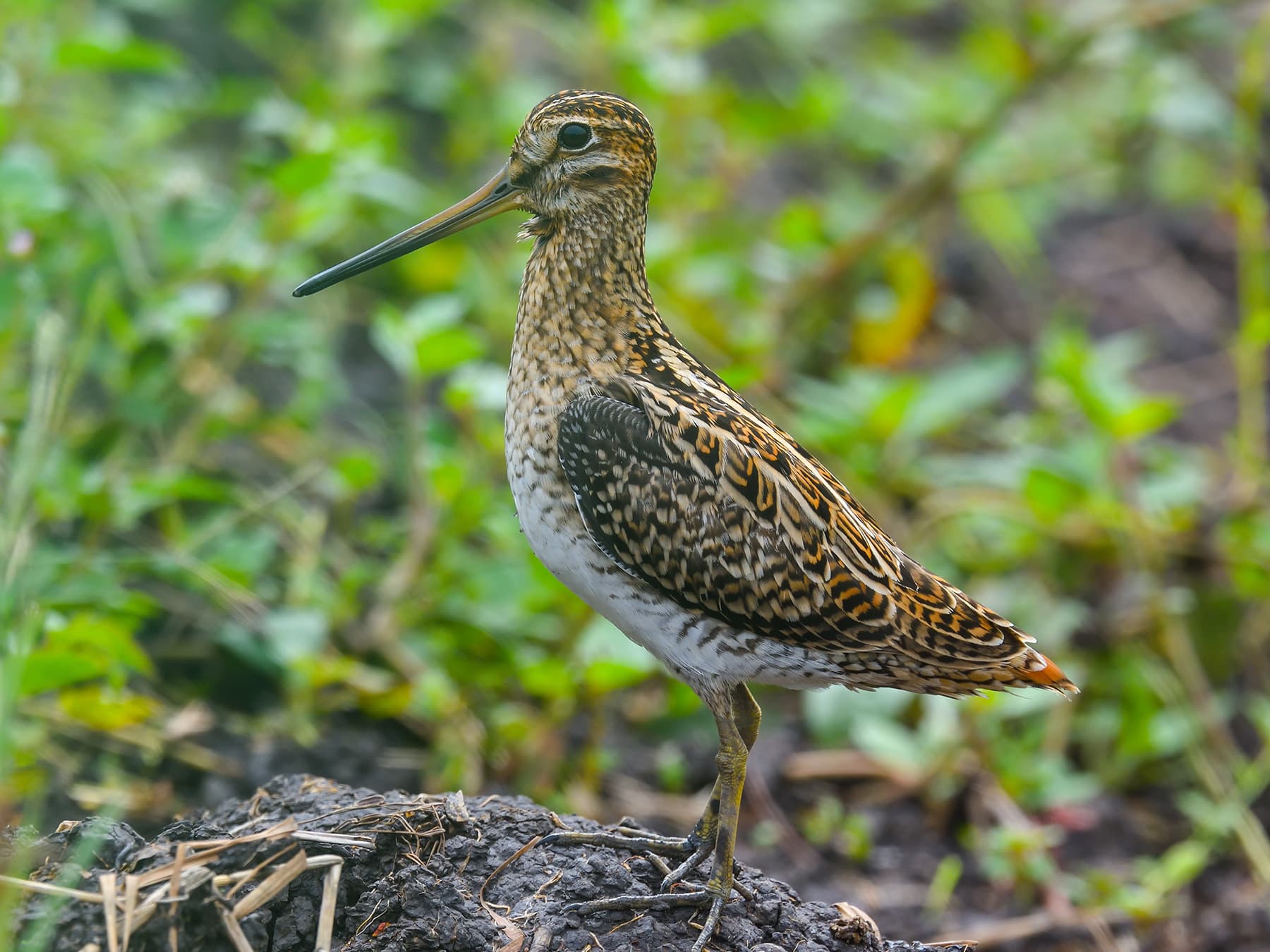 Snipe in the wetlands