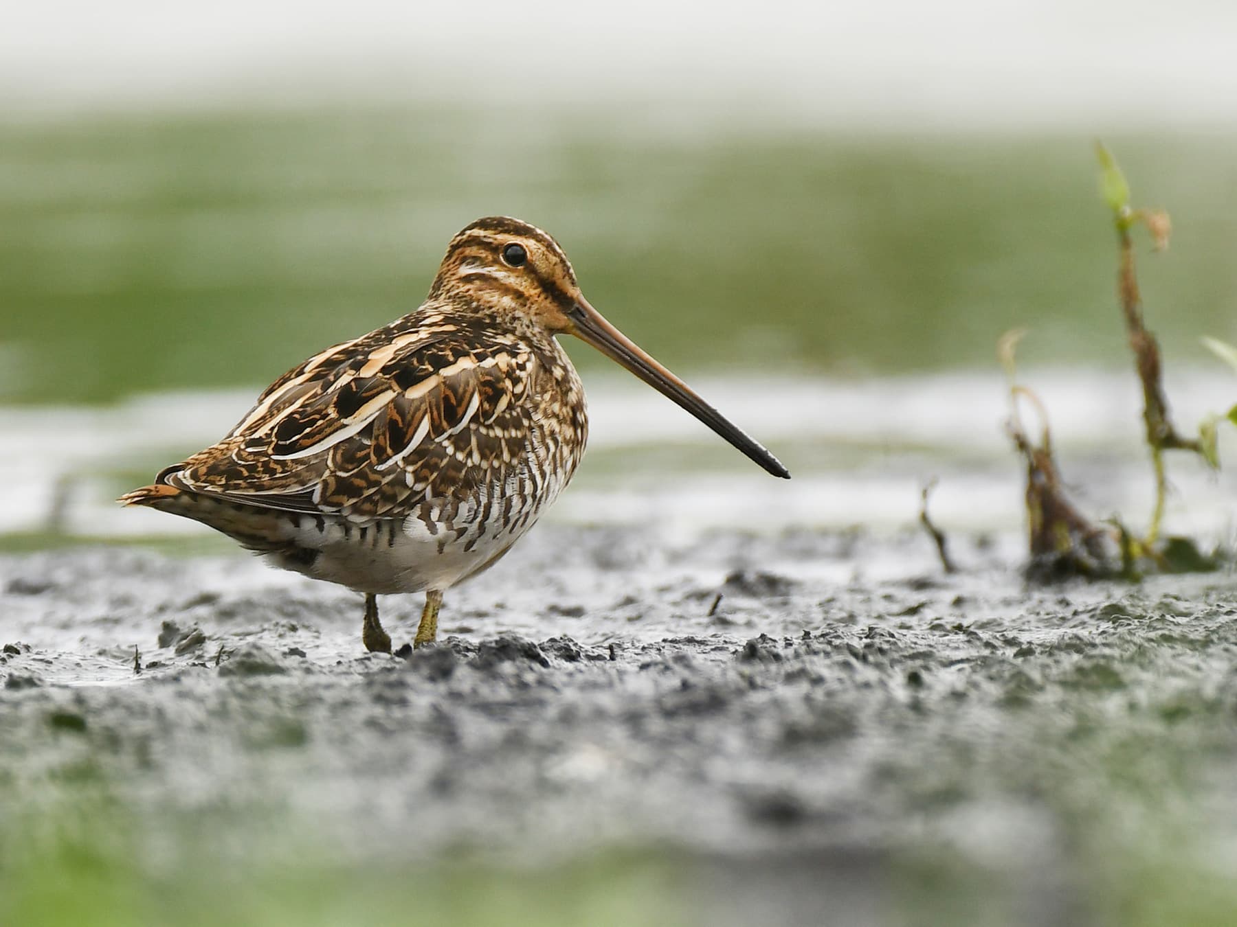 Snipe foraging for food in wetlands