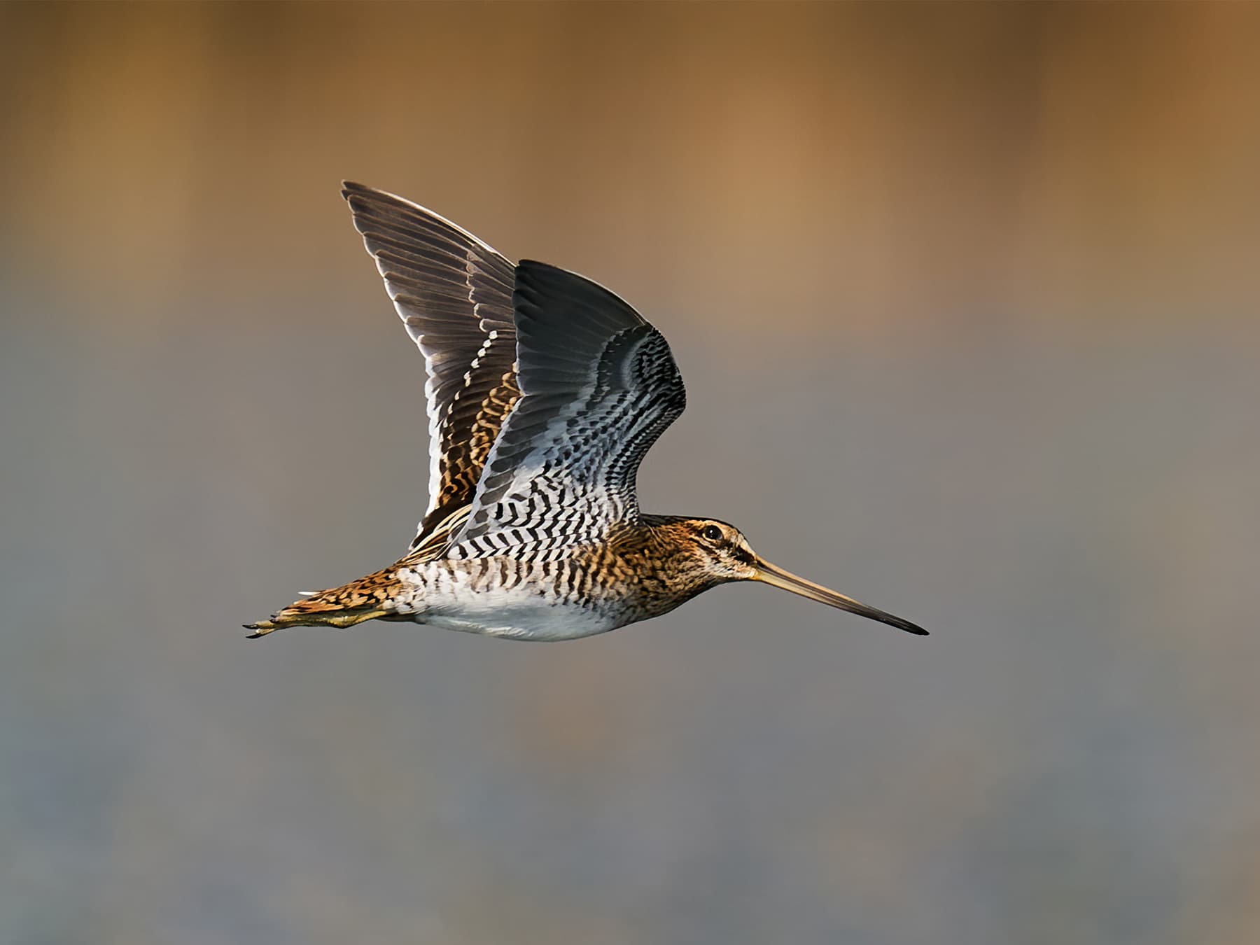 Snipe in-flight