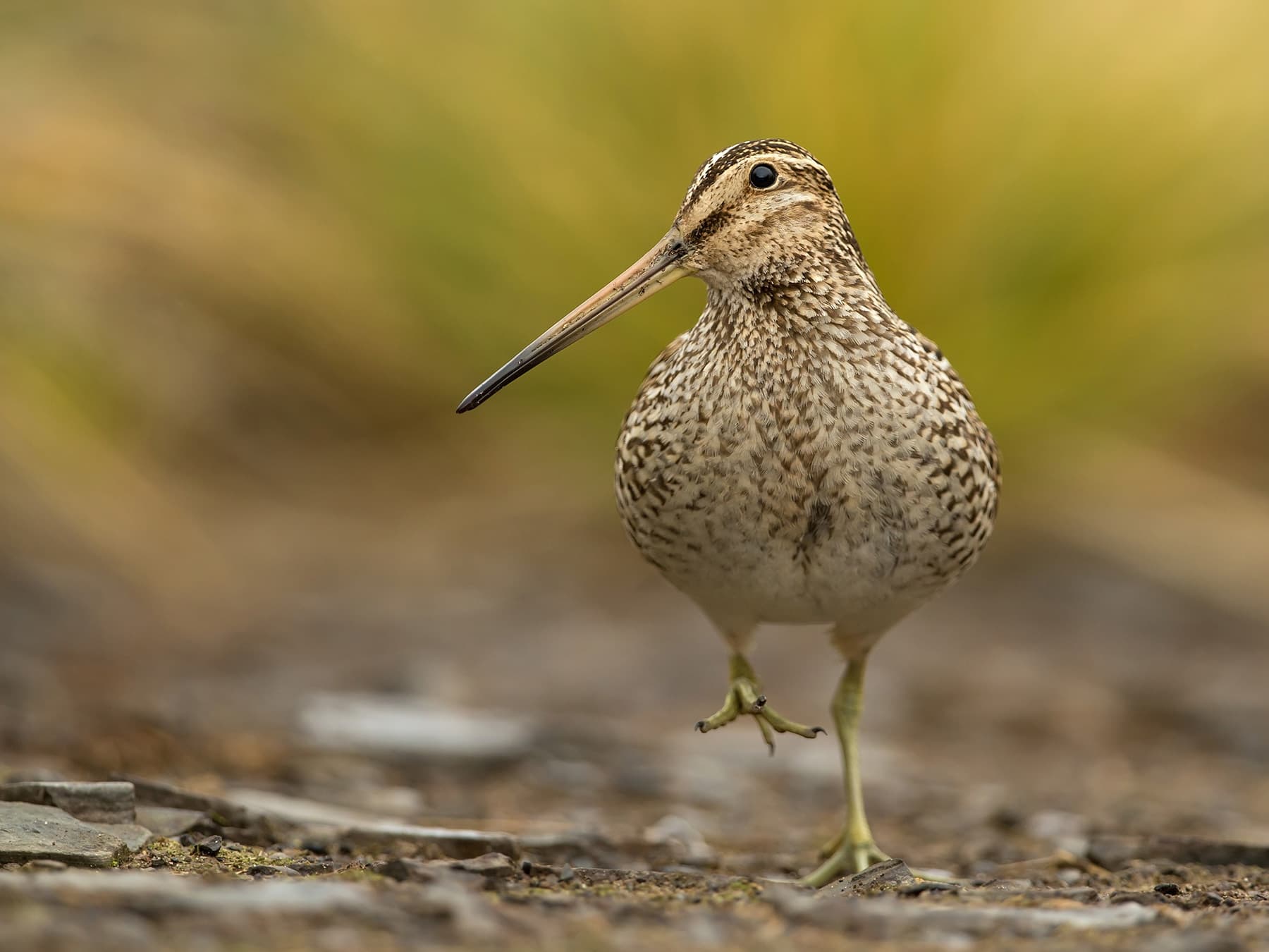 Snipe walking through a muddy bog