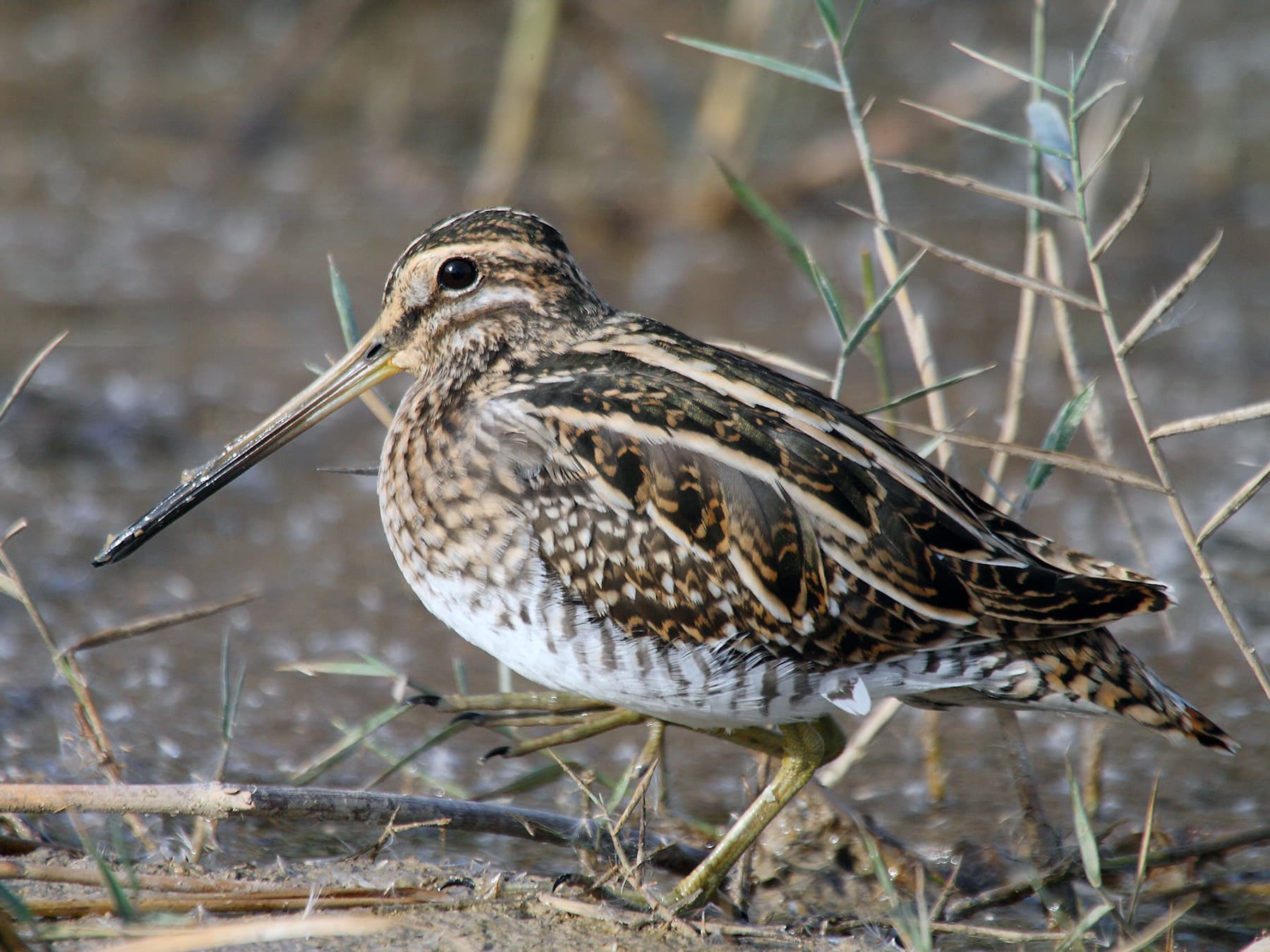 Snipe in its natural habitat