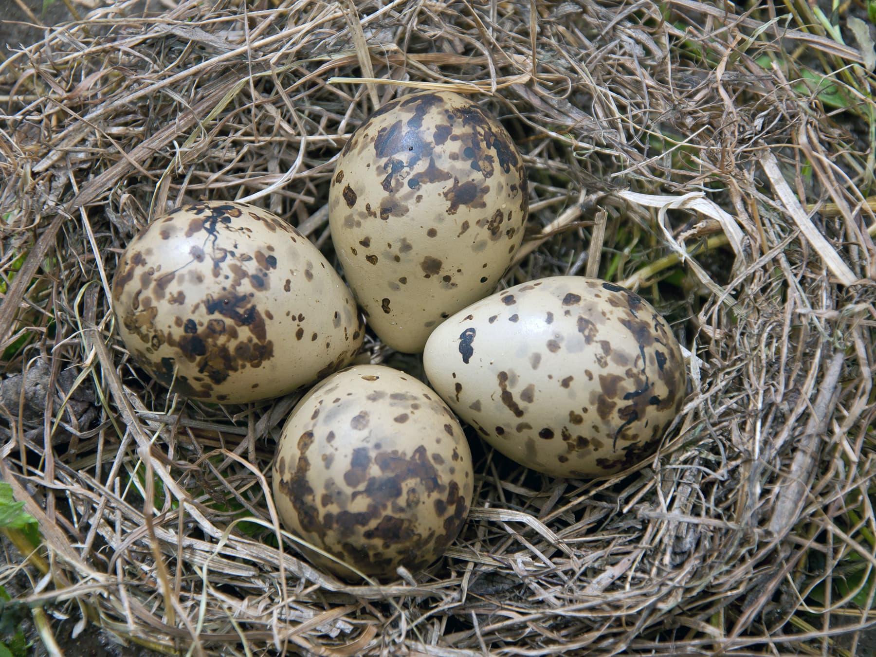 Nest of a Snipe with four eggs