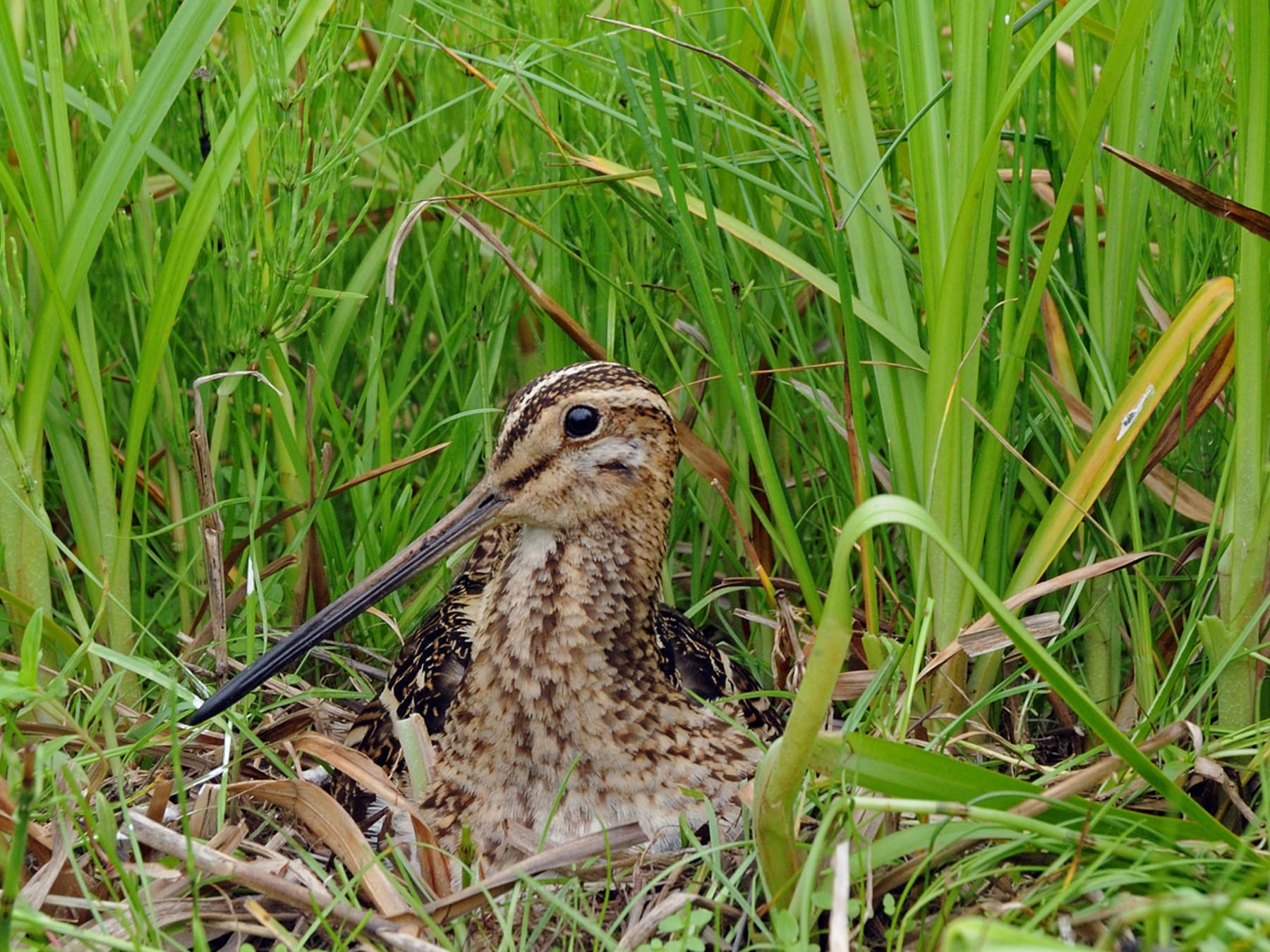 Snipe sitting on its nest