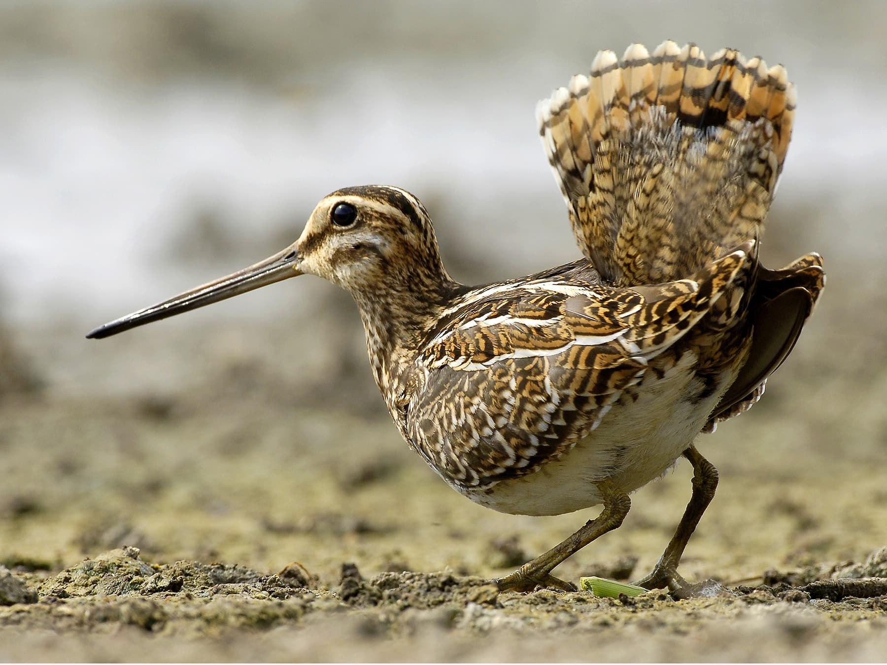Territorial Snipe fanning its tail