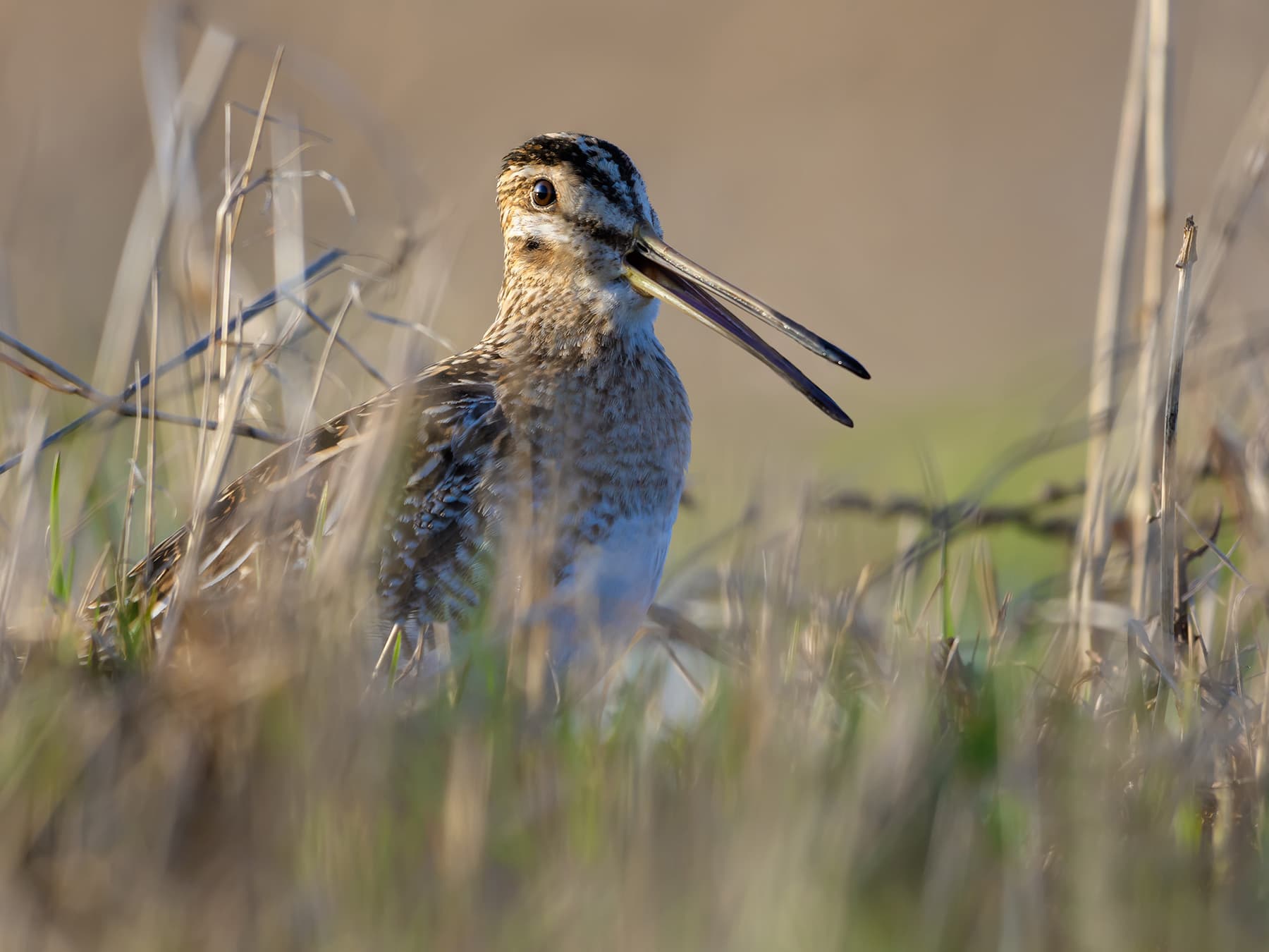 Snipe singing to attract its mate