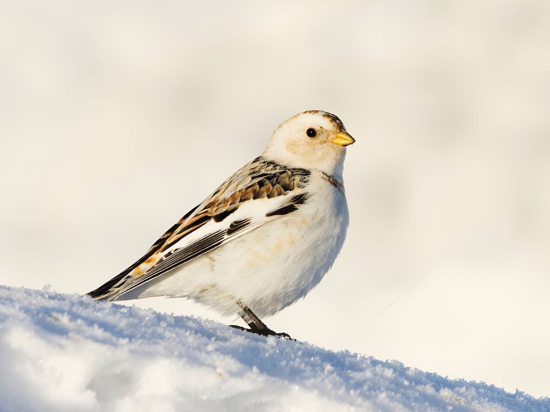 Close up of a Snow Bunting in early spring, perched on the ground in the snow