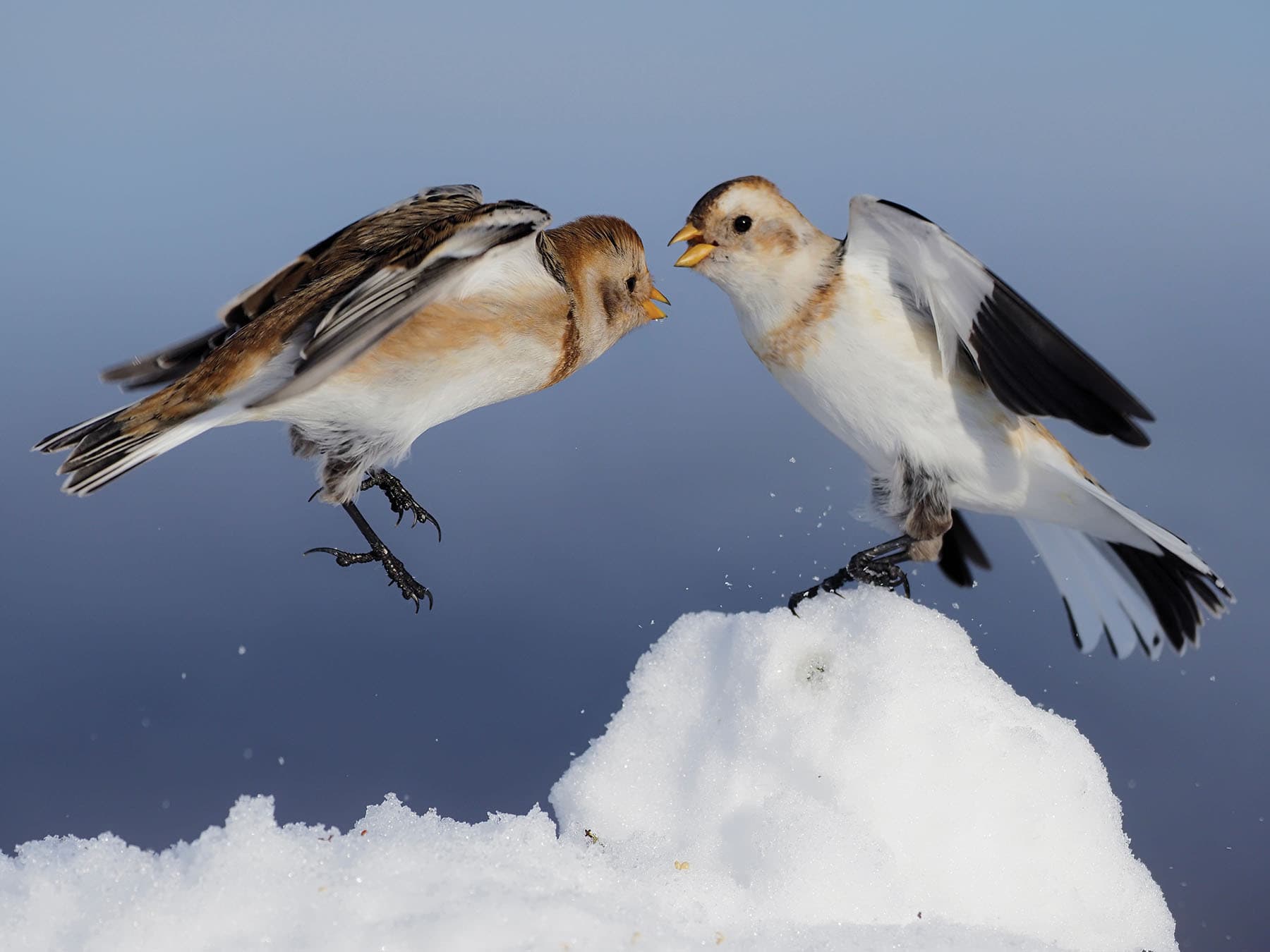 Two Snow Buntings fighting in the snow