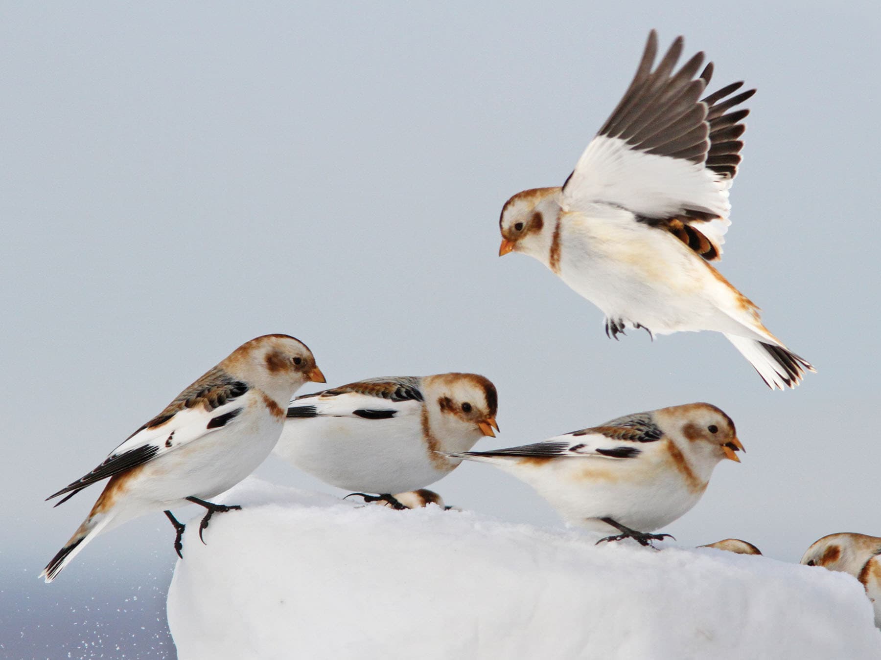 A flock of Snow Buntings in the winter