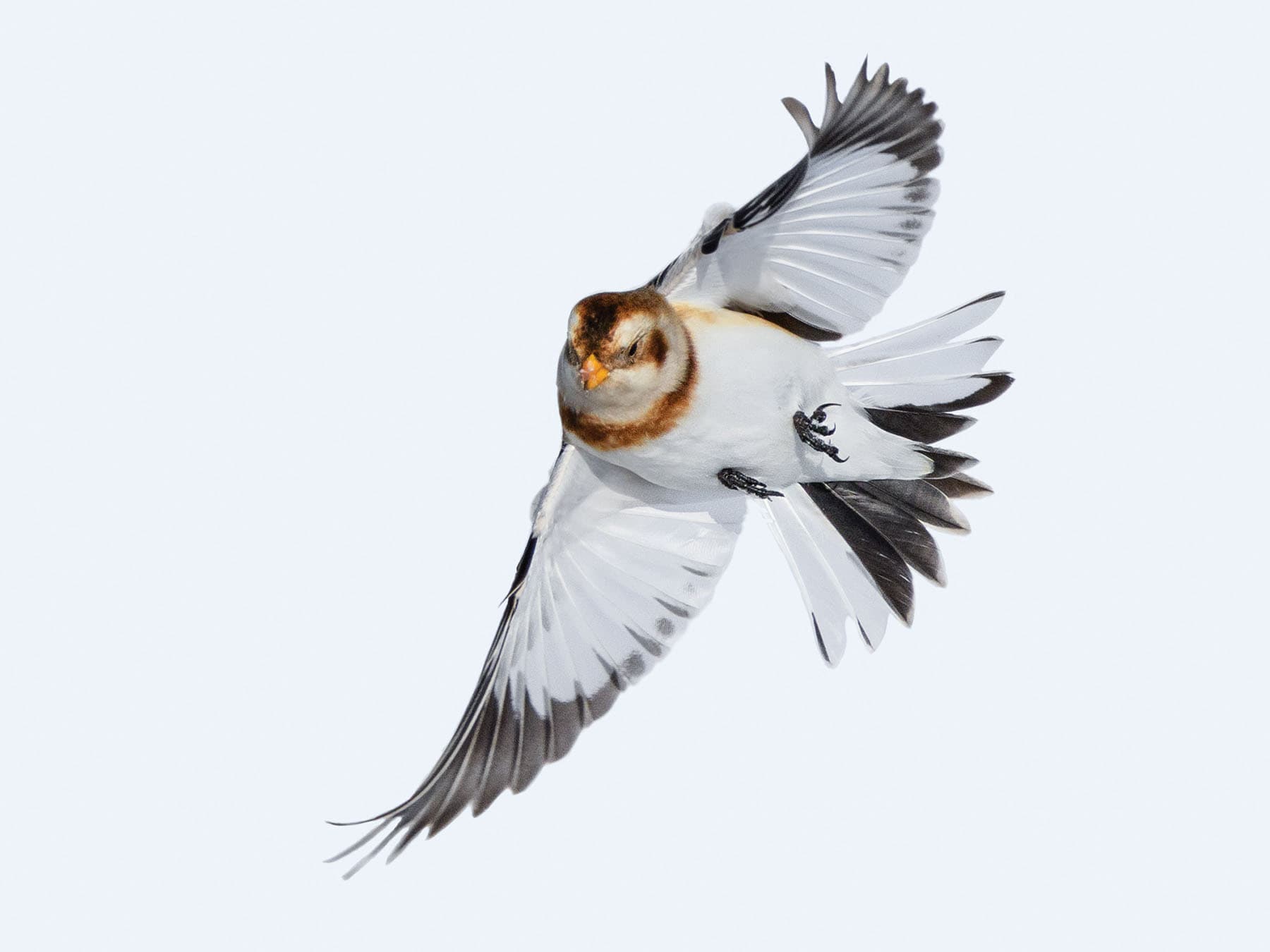 Snow Bunting in flight