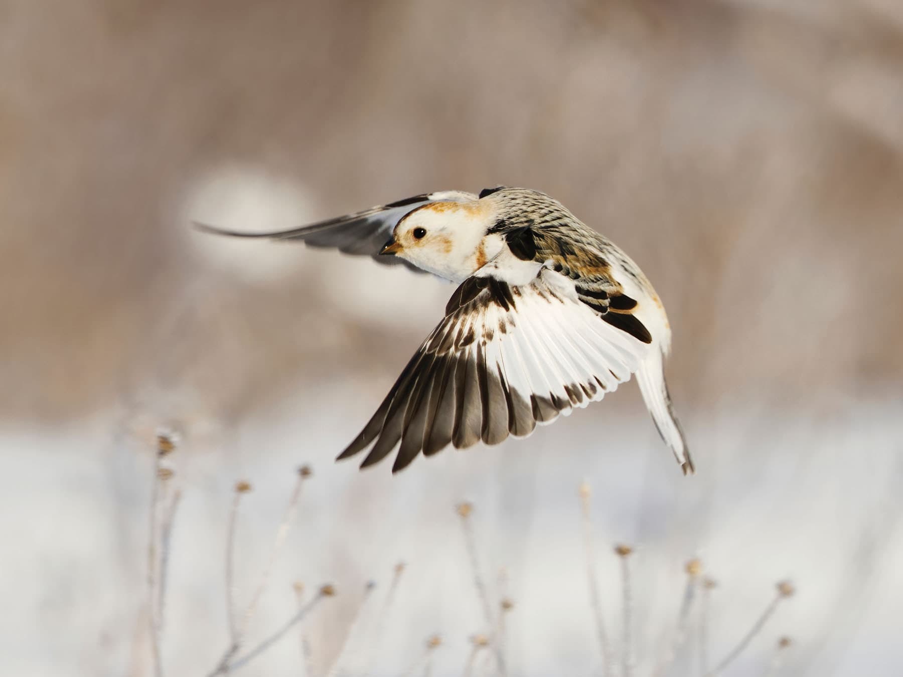 Snow Bunting in flight, coming in to land with wings spread wide