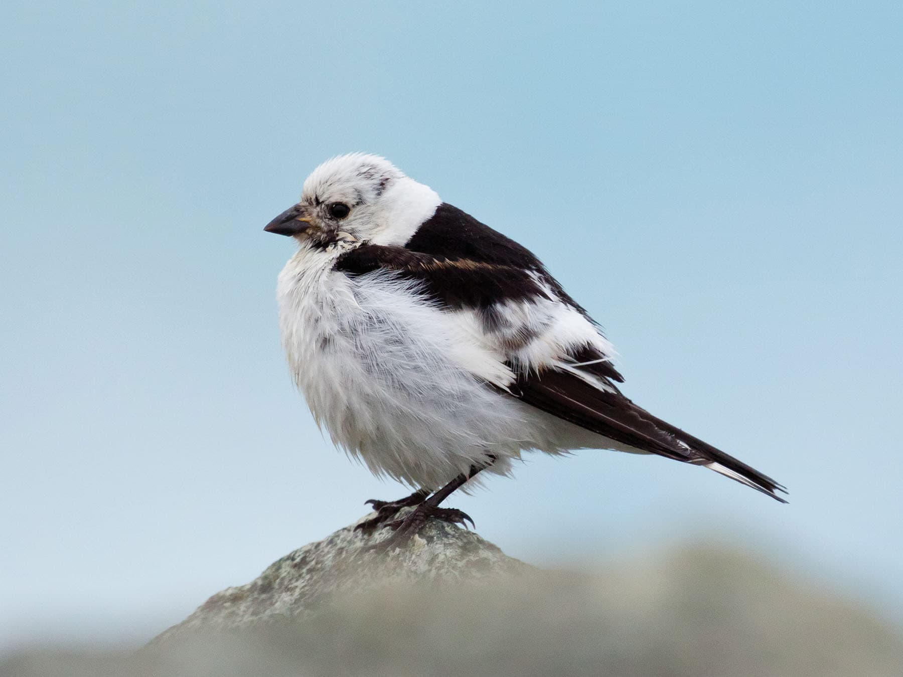 Male Snow Bunting in breeding plumage