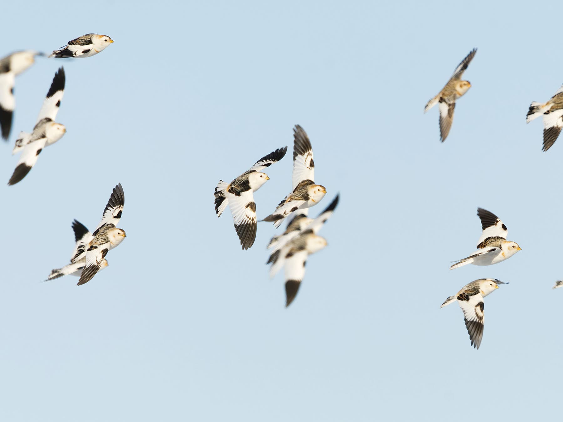 Snow Buntings are highly migratory, migrating twice each year