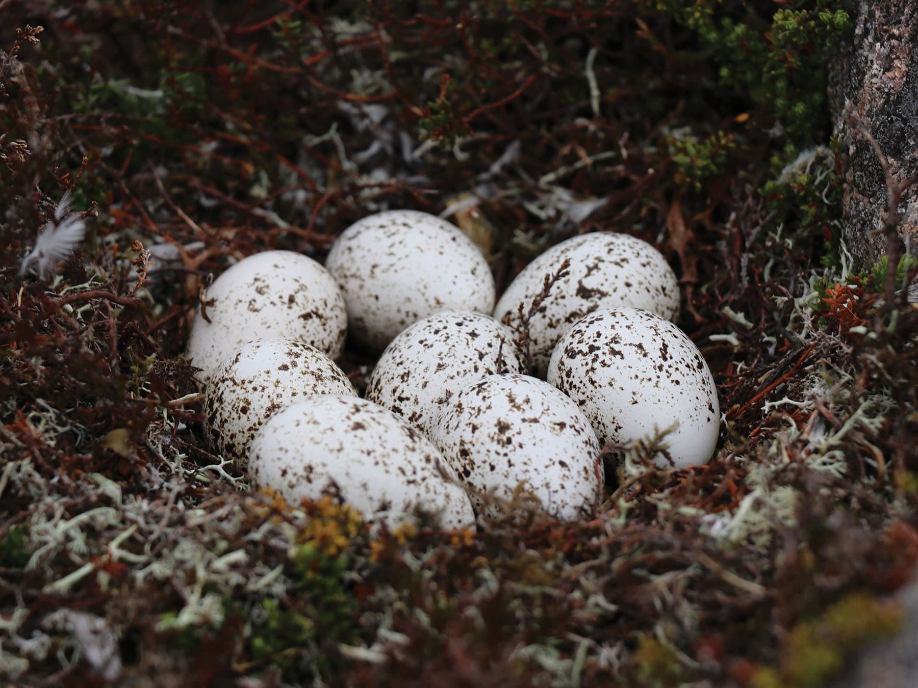 Snow Bunting nest with eight eggs inside