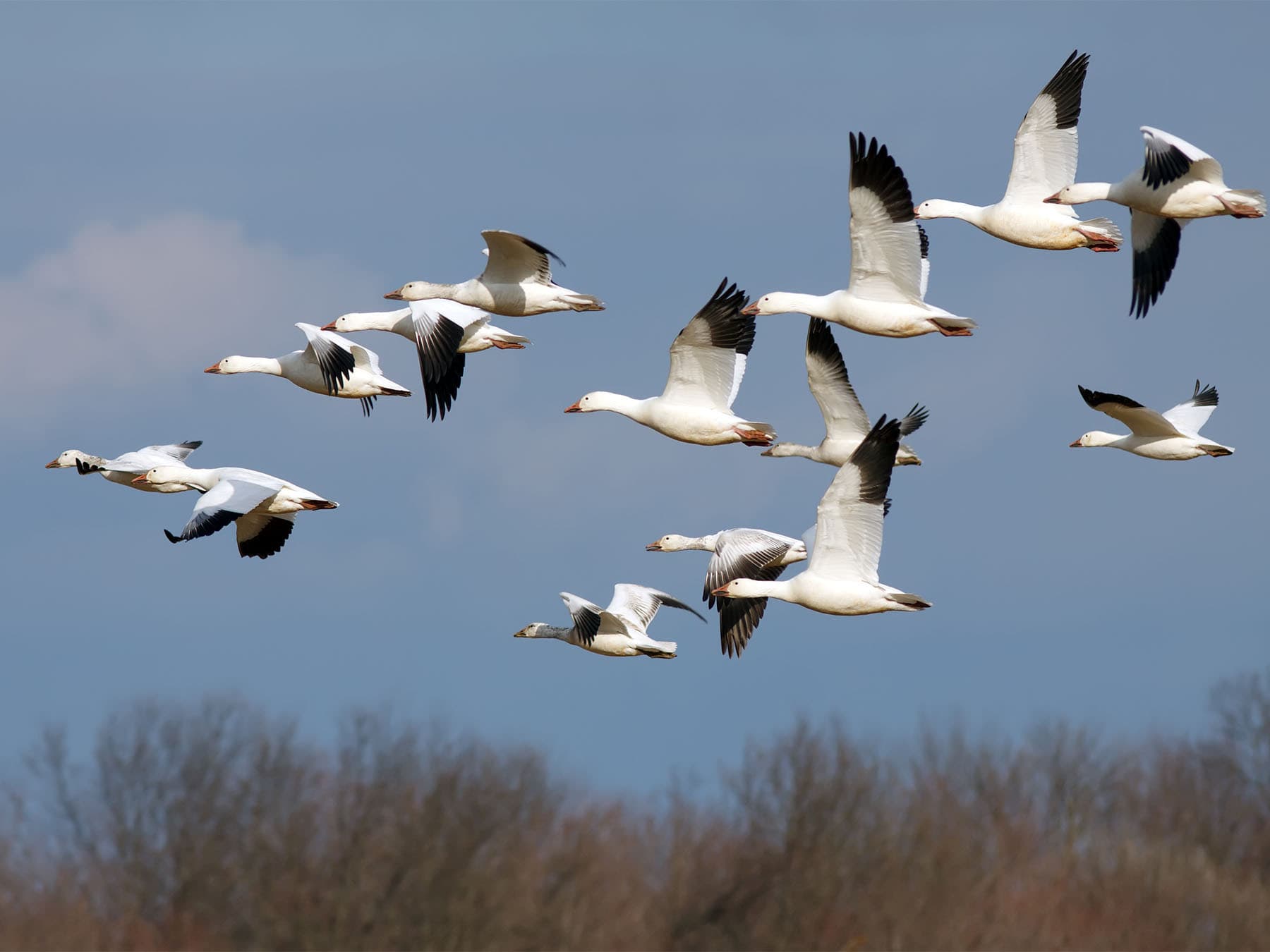 Snow geese flying north during migration