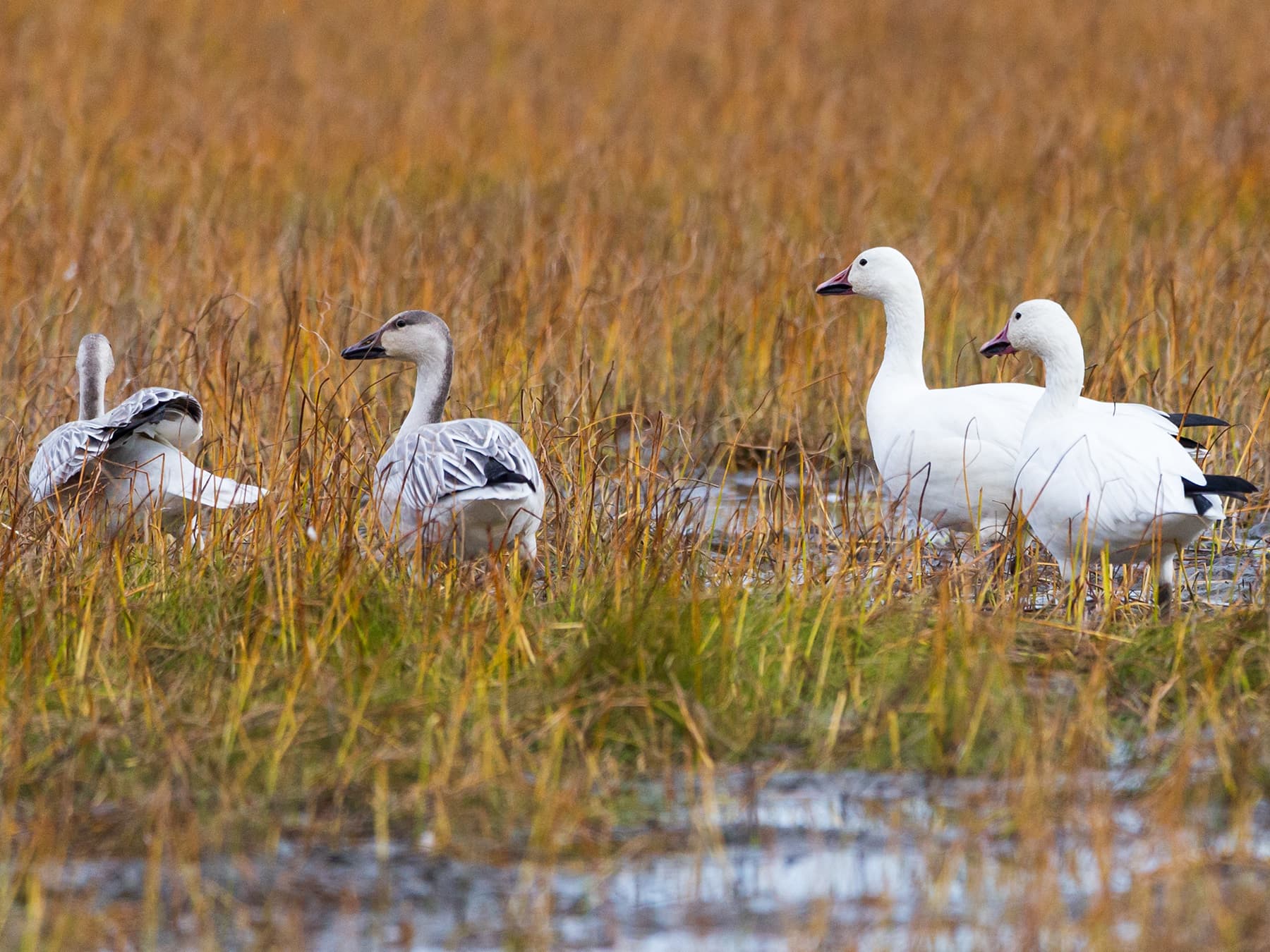 Two Snow Geese adults (right) with juvenile Snow Geese (left) foraging in grassland in the river