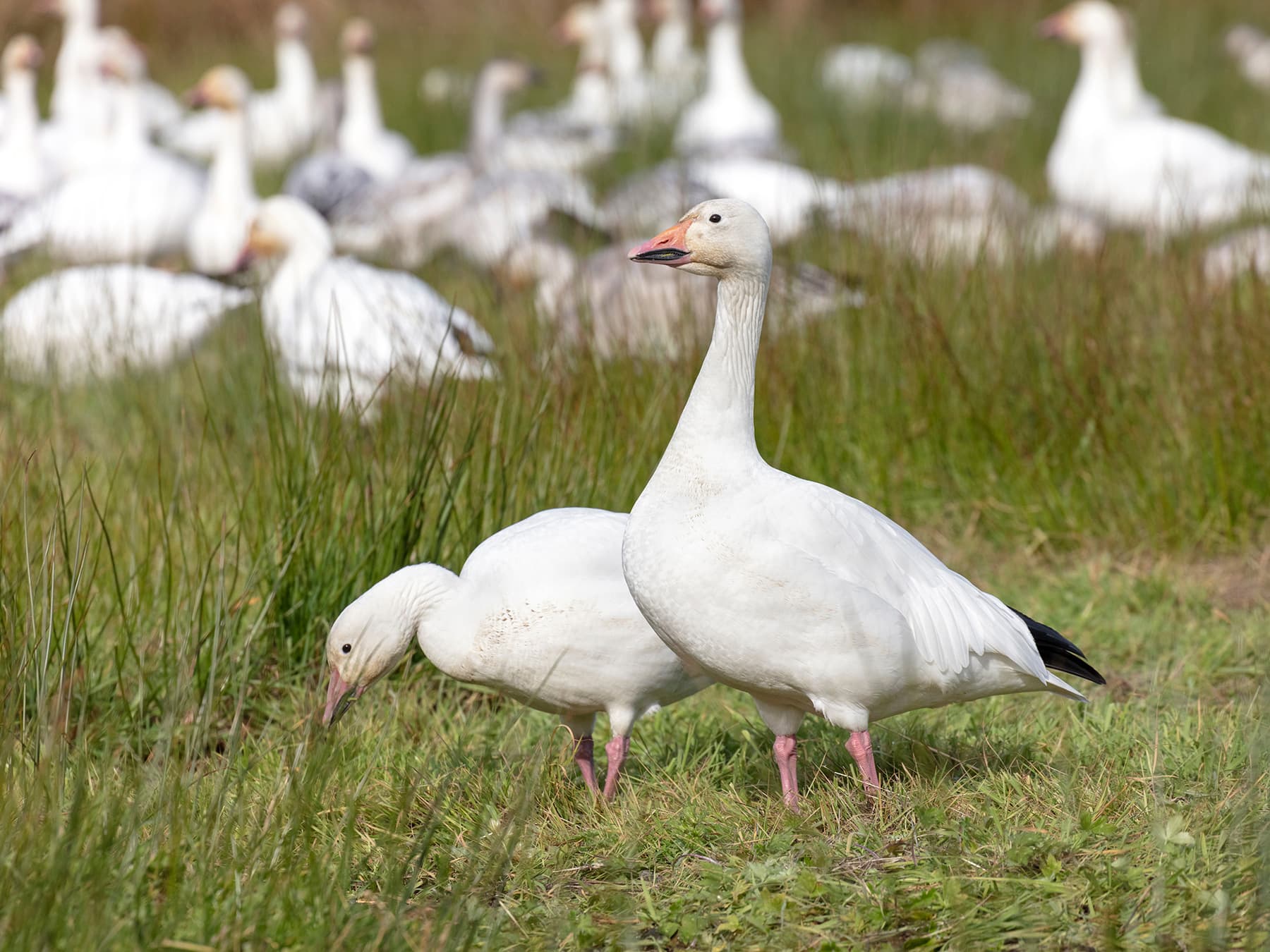 Snow geese grazing on grass