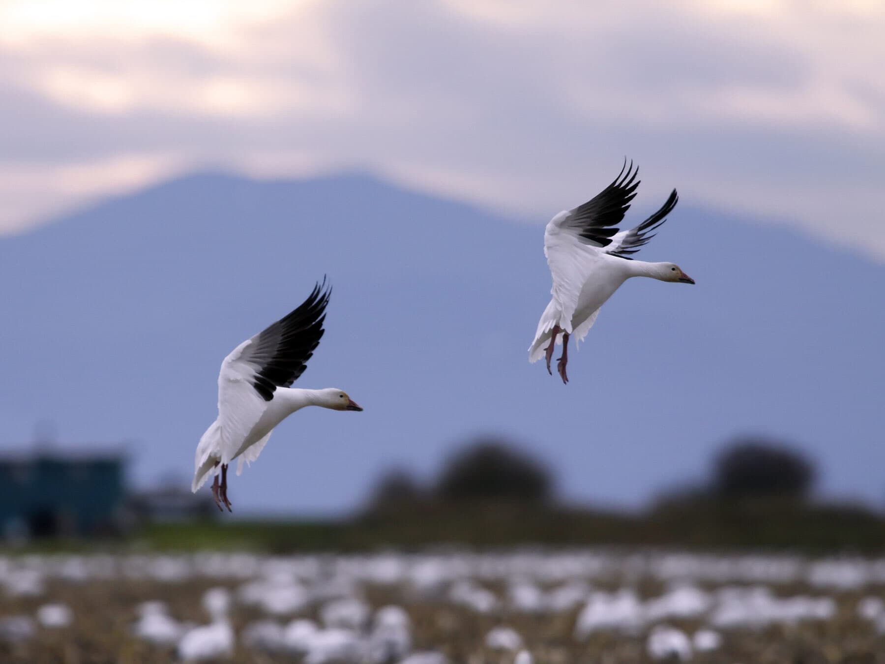 Snow geese joining flock