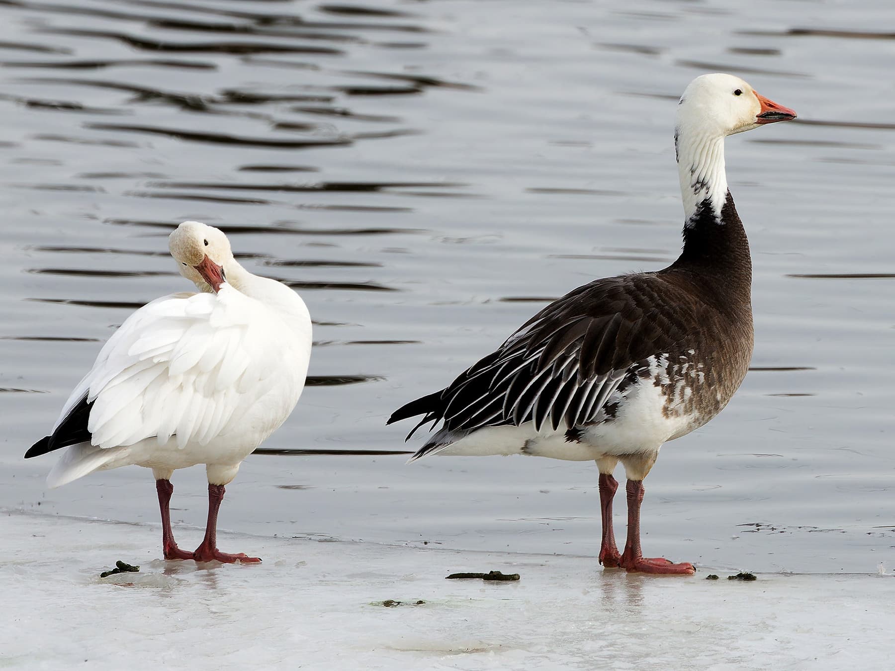 Snow Geese in white-morph and blue-morph standing by the edge of the water
