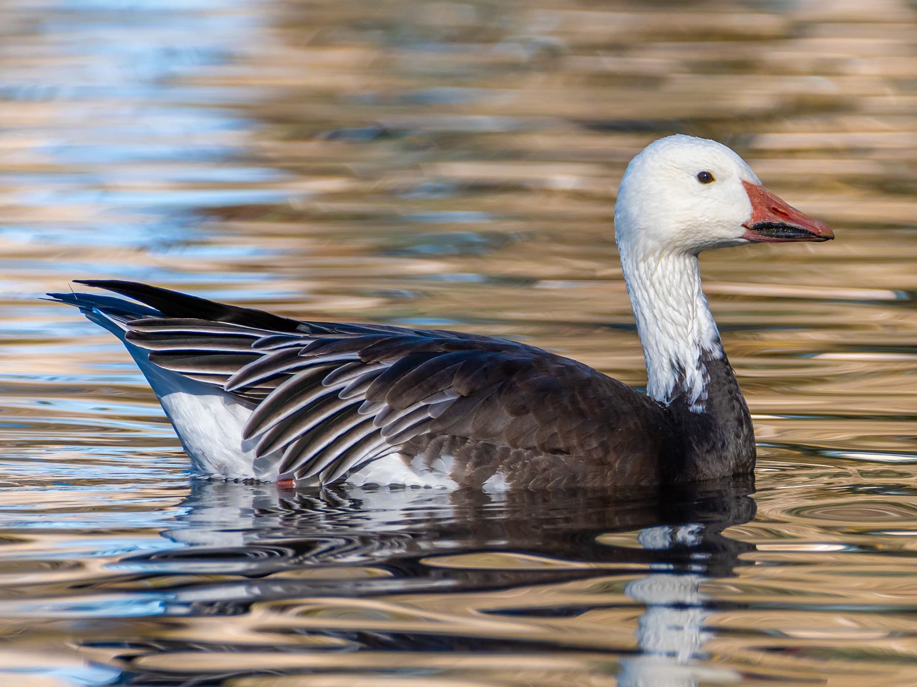 Snow Goose (blue-morph) swimming in a pond